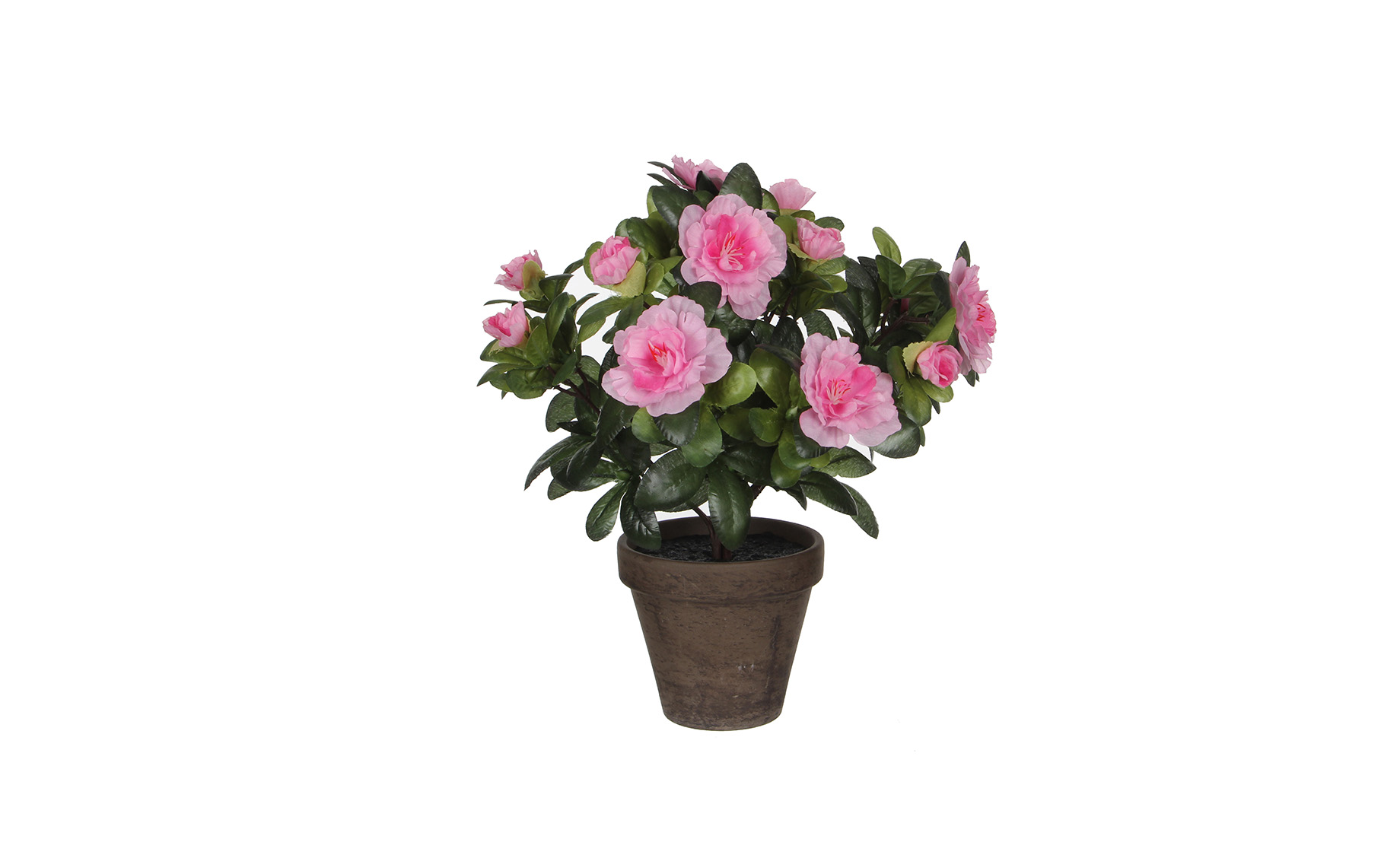 Biljka U Saksiji Azalea 27 Cm Roze Emmezeta Webshop