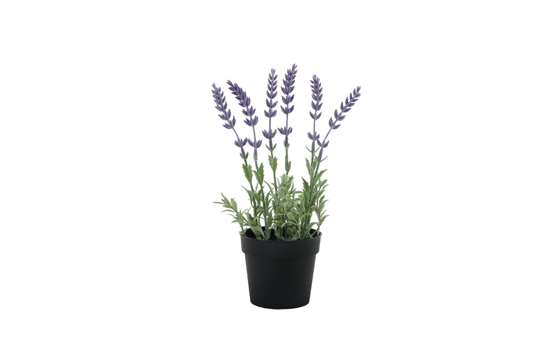 Biljka U Saksiji Lavanda 10x26cm Emmezeta Webshop