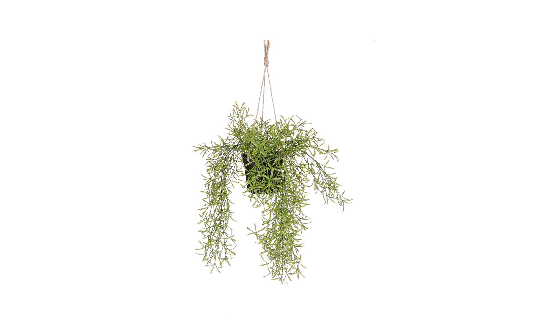 Viseća biljka u saksiji Rhipsalis 40x20cm Emmezeta webshop