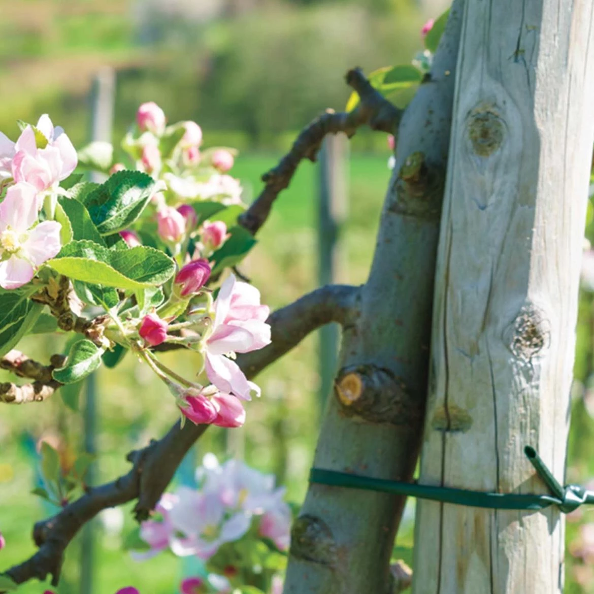 Crevo za pricvršcivanje biljaka 3.9mm X30m