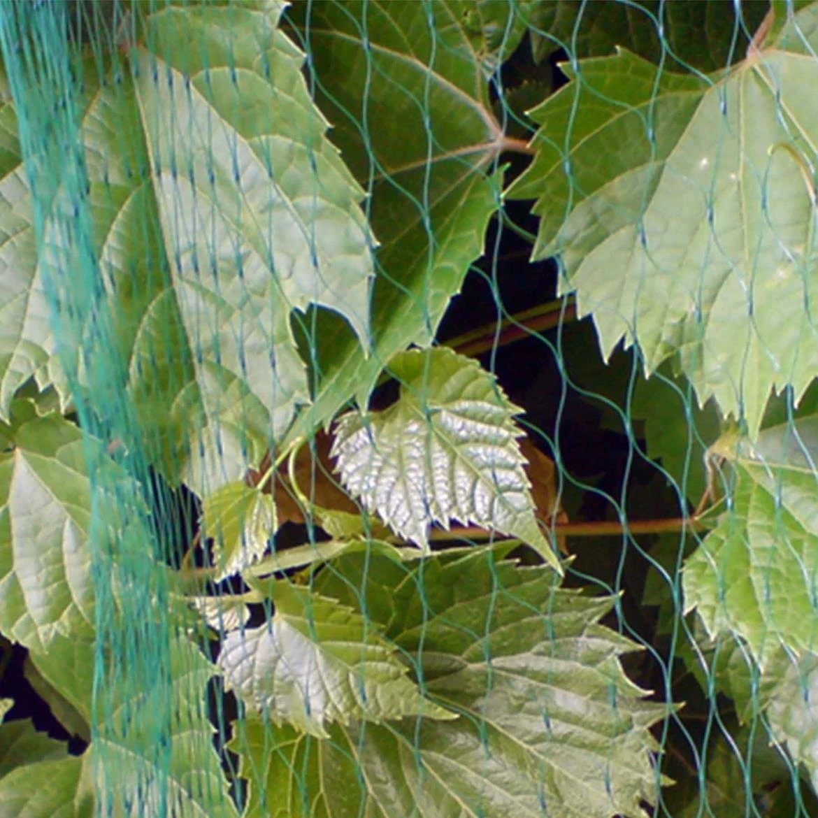 Mreža za ptice 10G/m2 19X19mm 4X5m