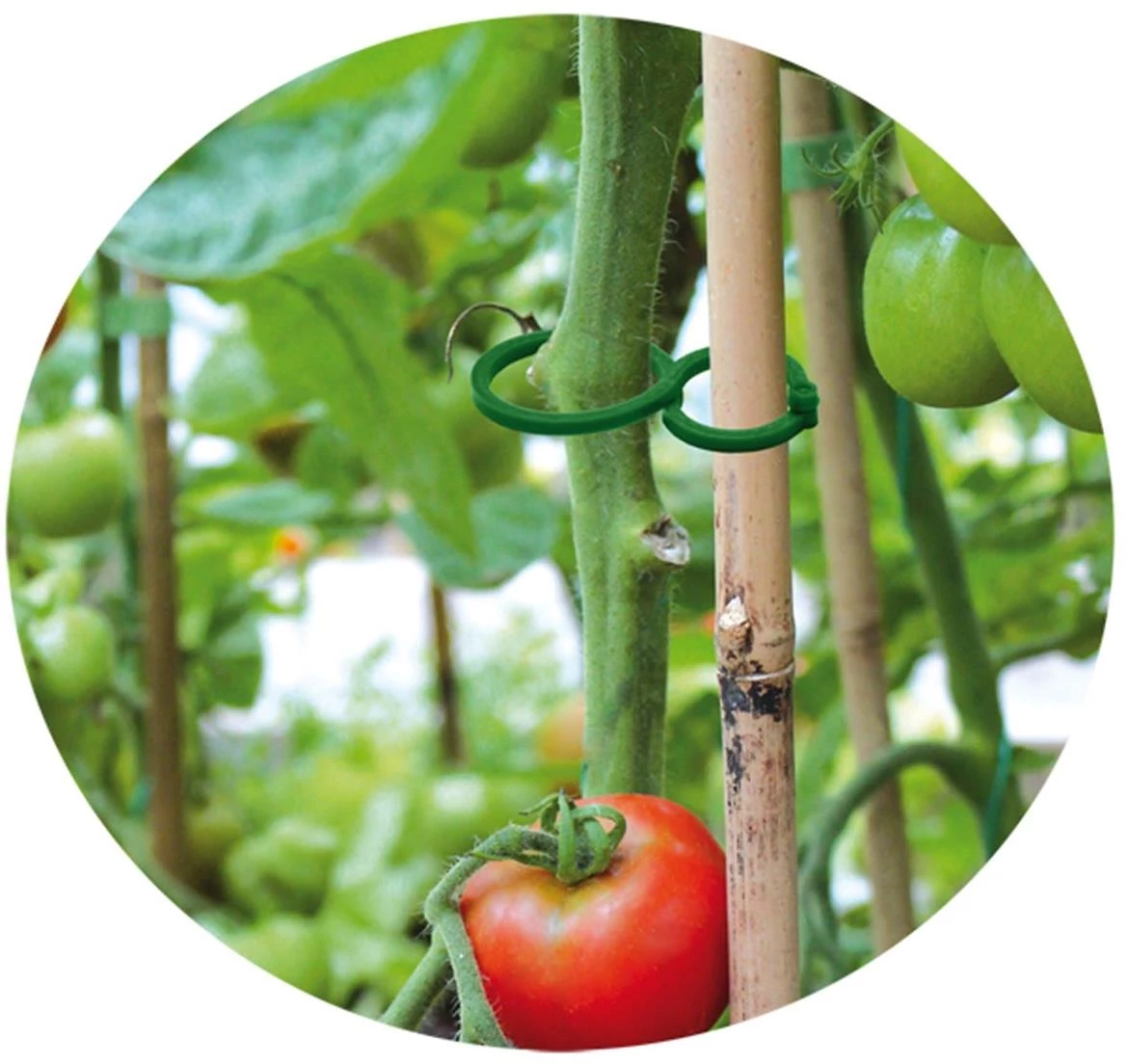 Obujmice za pricvršcivanje biljaka 2 velicine set 40kom