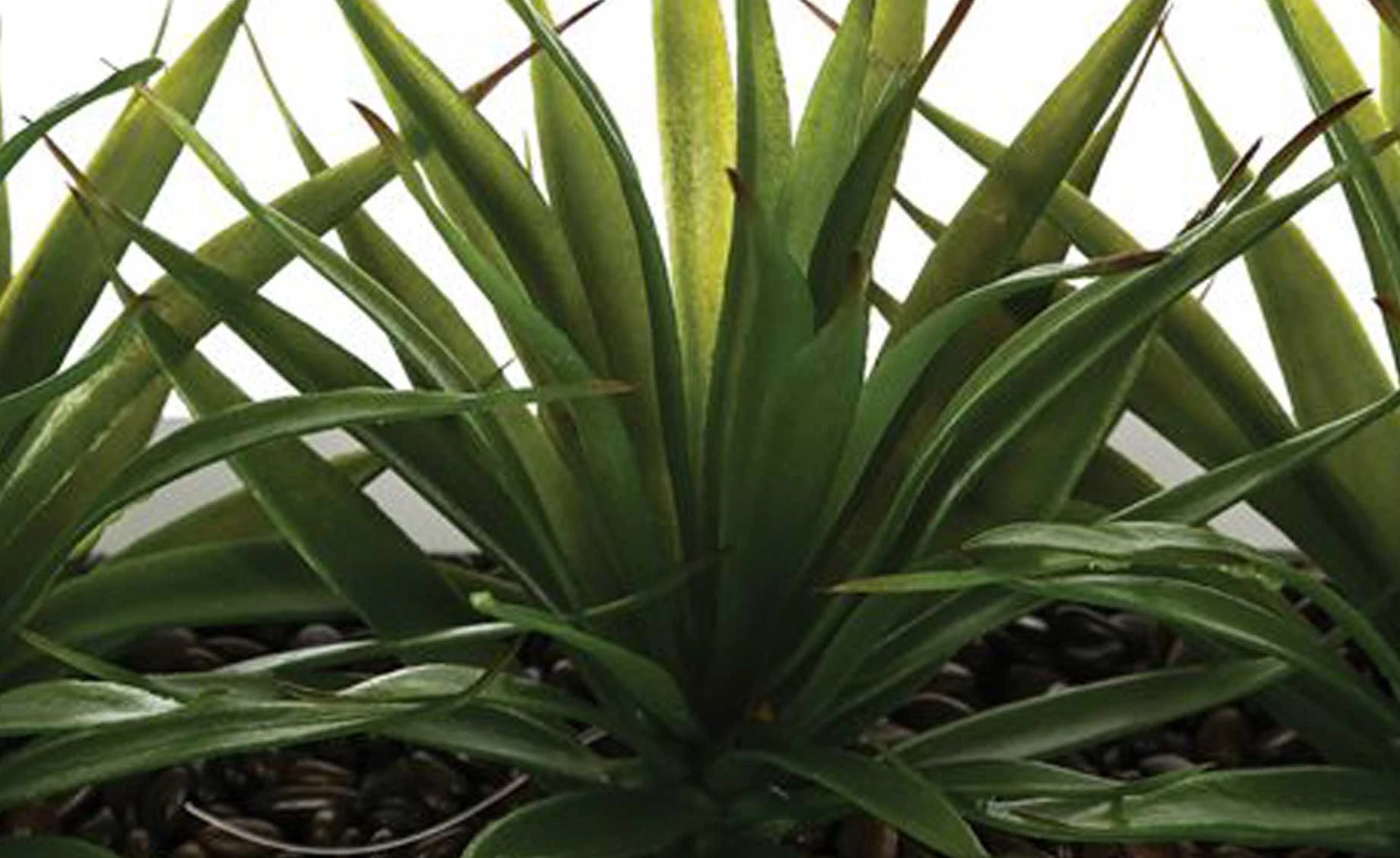 Biljka u saksiji Aloe Vera