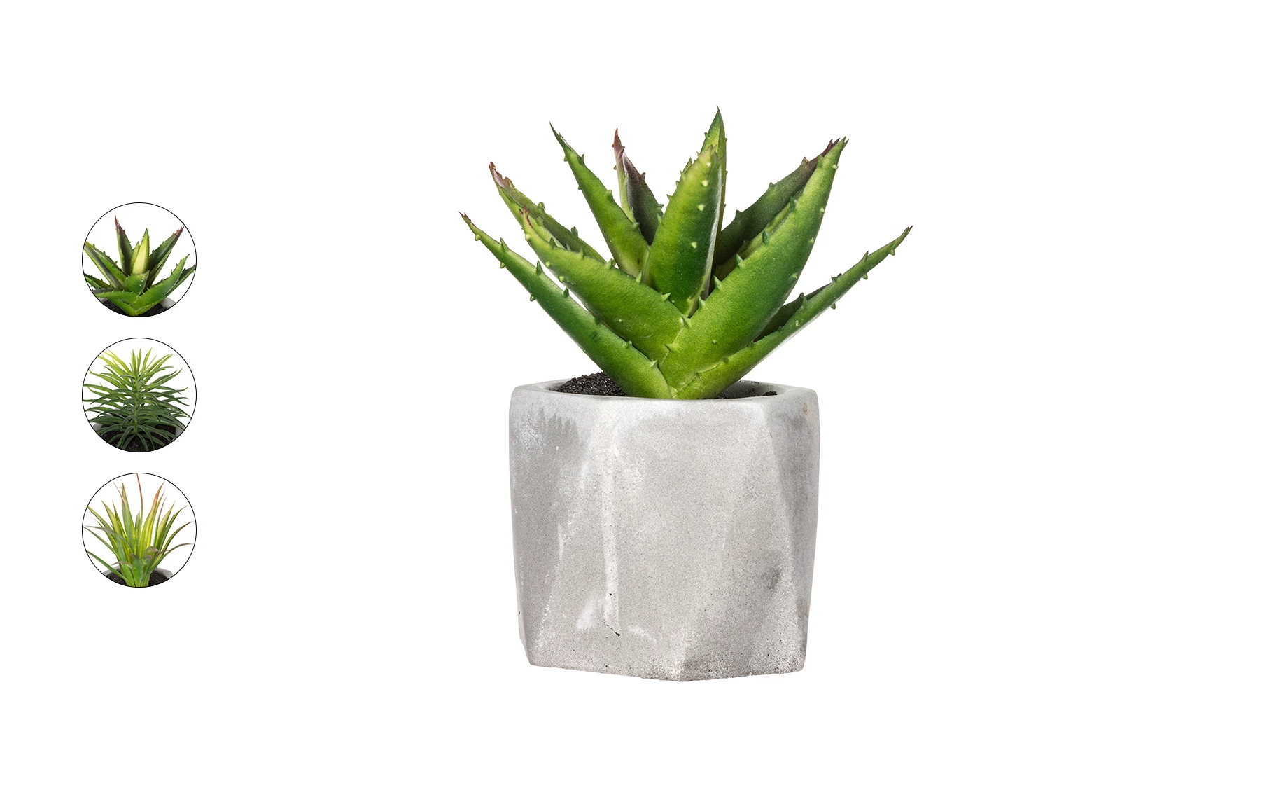 Sukulent u teglici H14cm, više vrsta