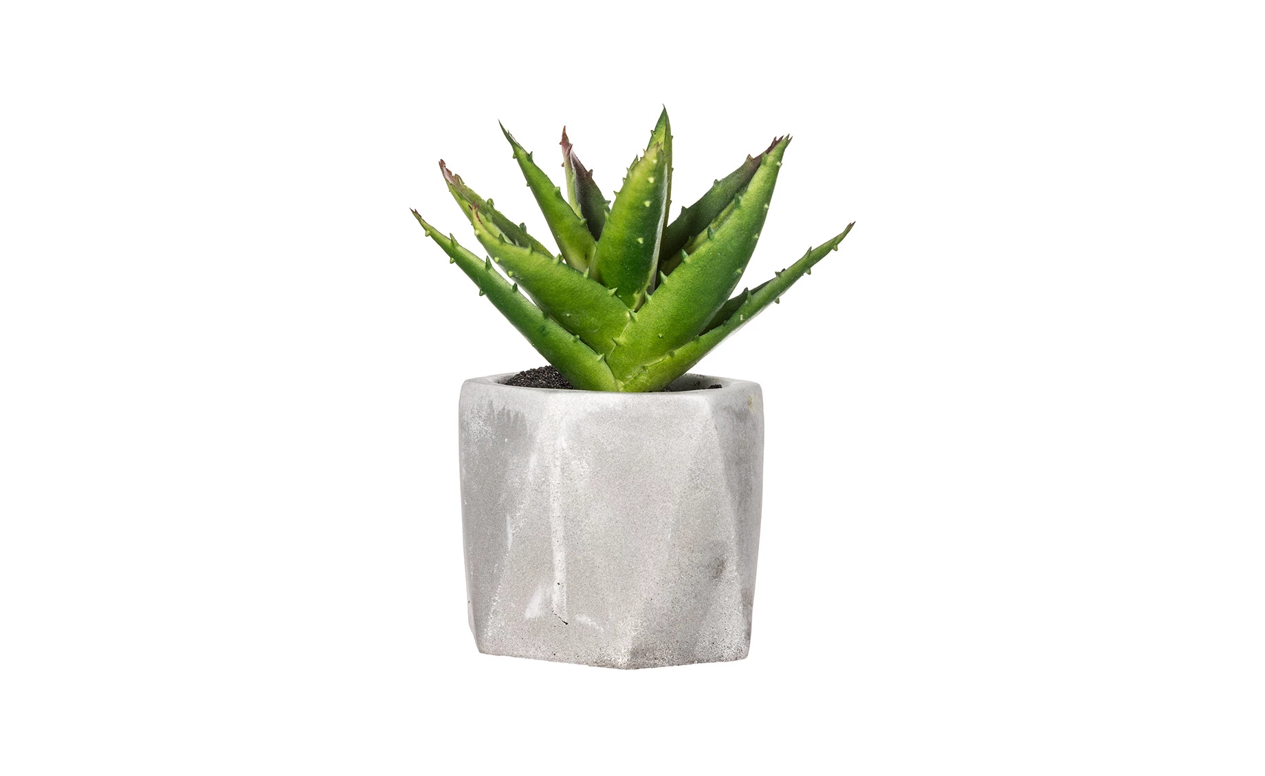 Sukulent u teglici H14cm, više vrsta