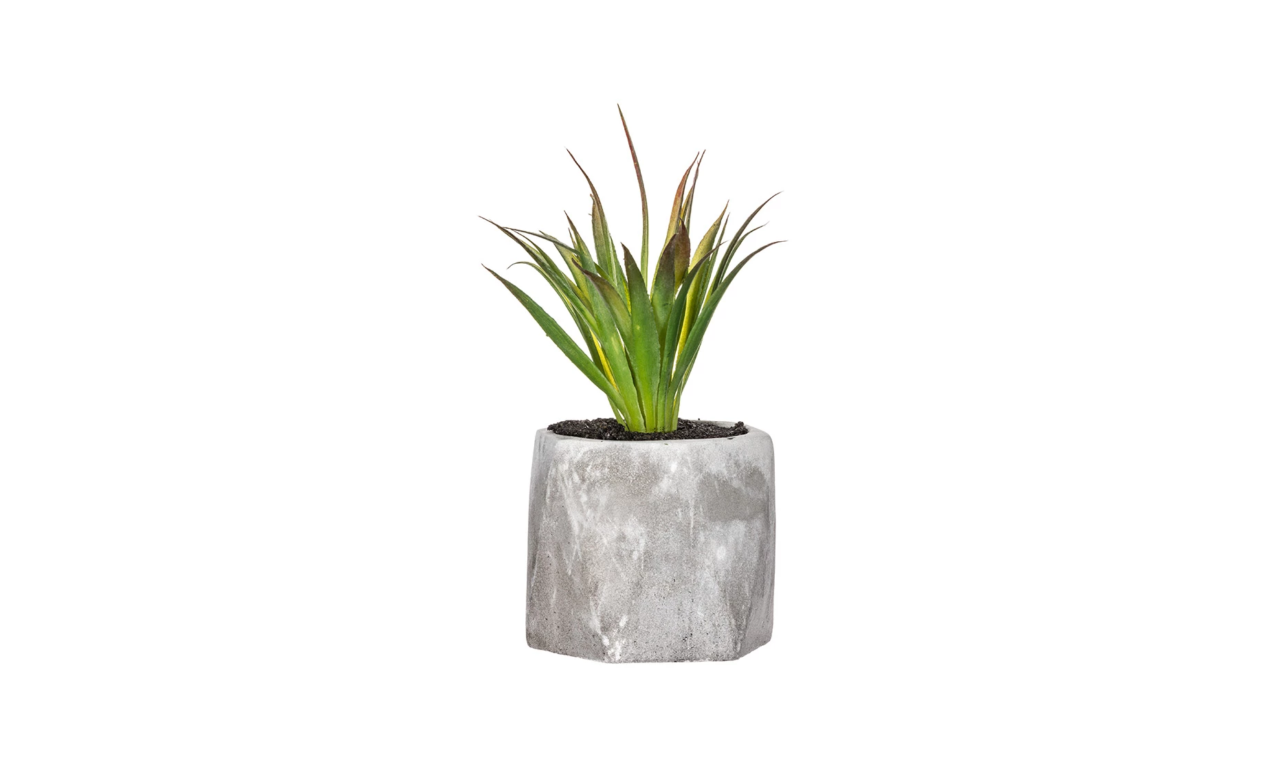 Sukulent u teglici H14cm, više vrsta