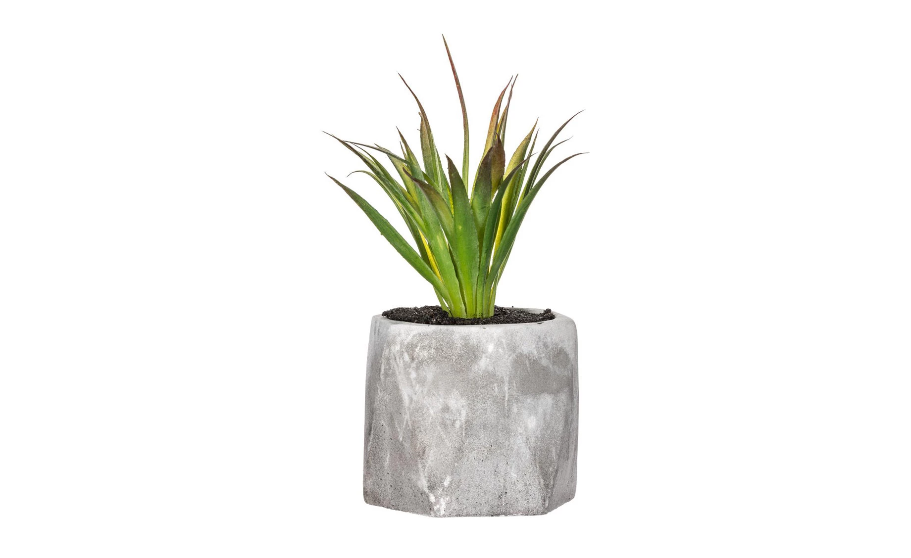 Sukulent u teglici H14cm, više vrsta