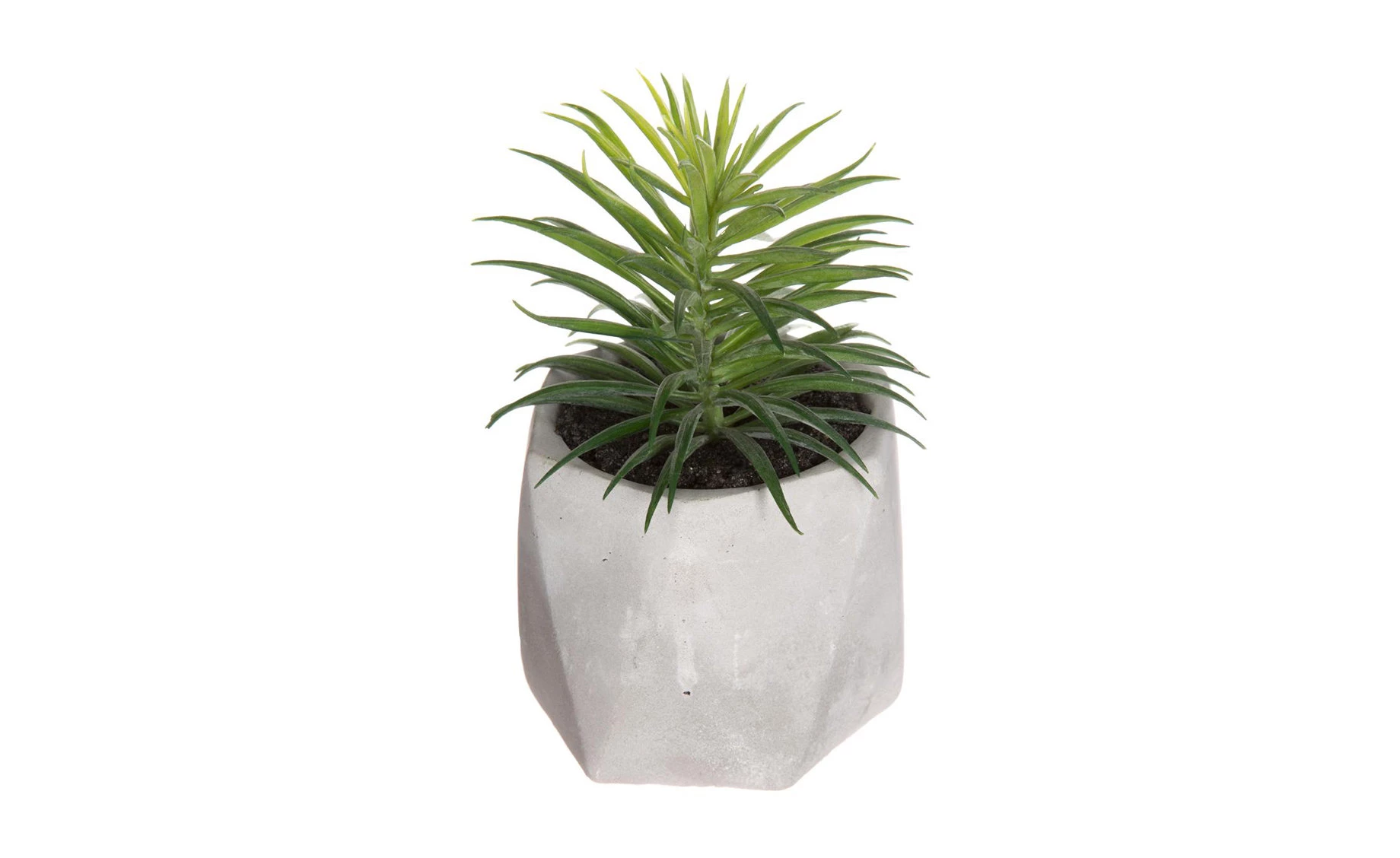 Sukulent u teglici H14cm, više vrsta