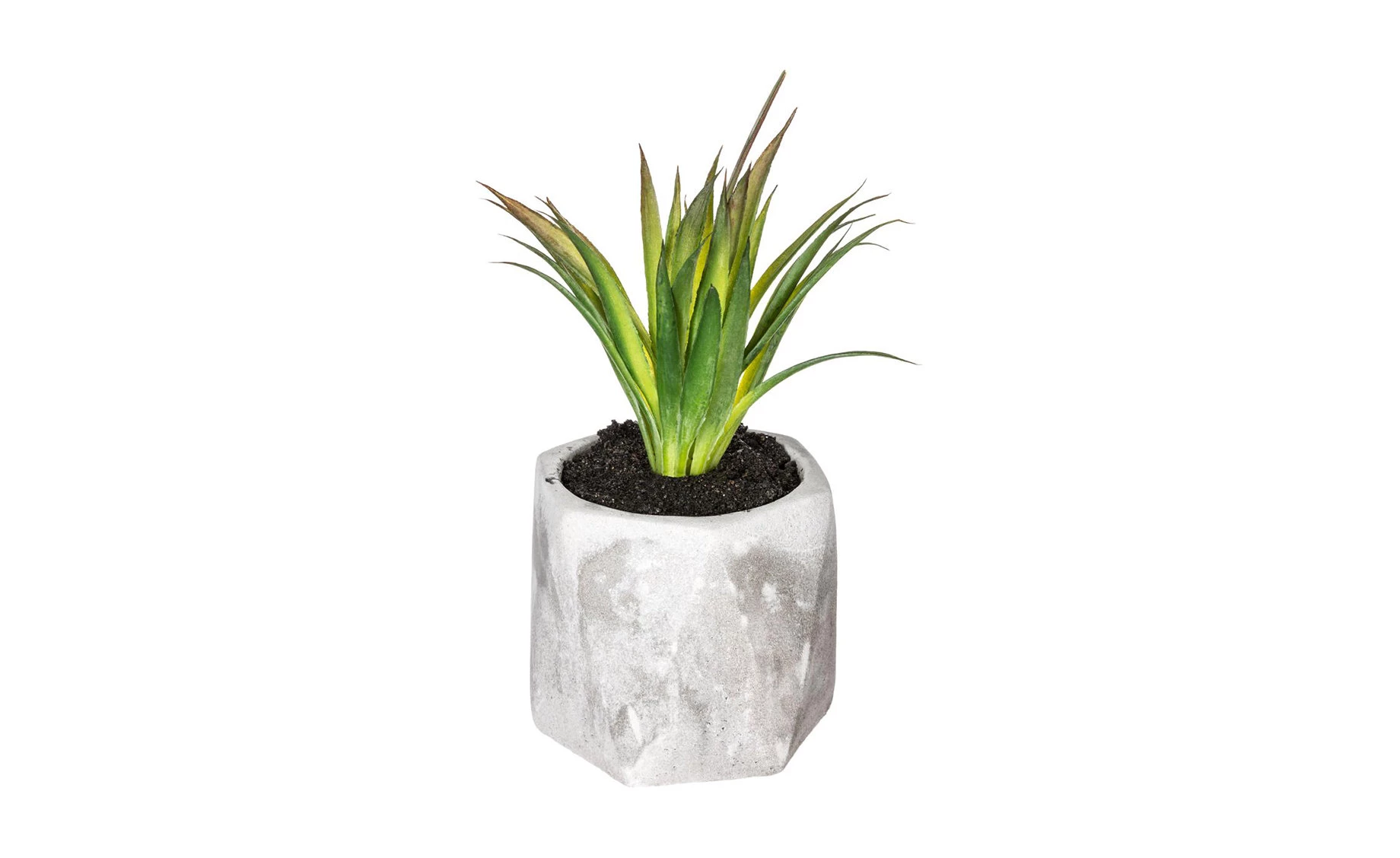 Sukulent u teglici H14cm, više vrsta