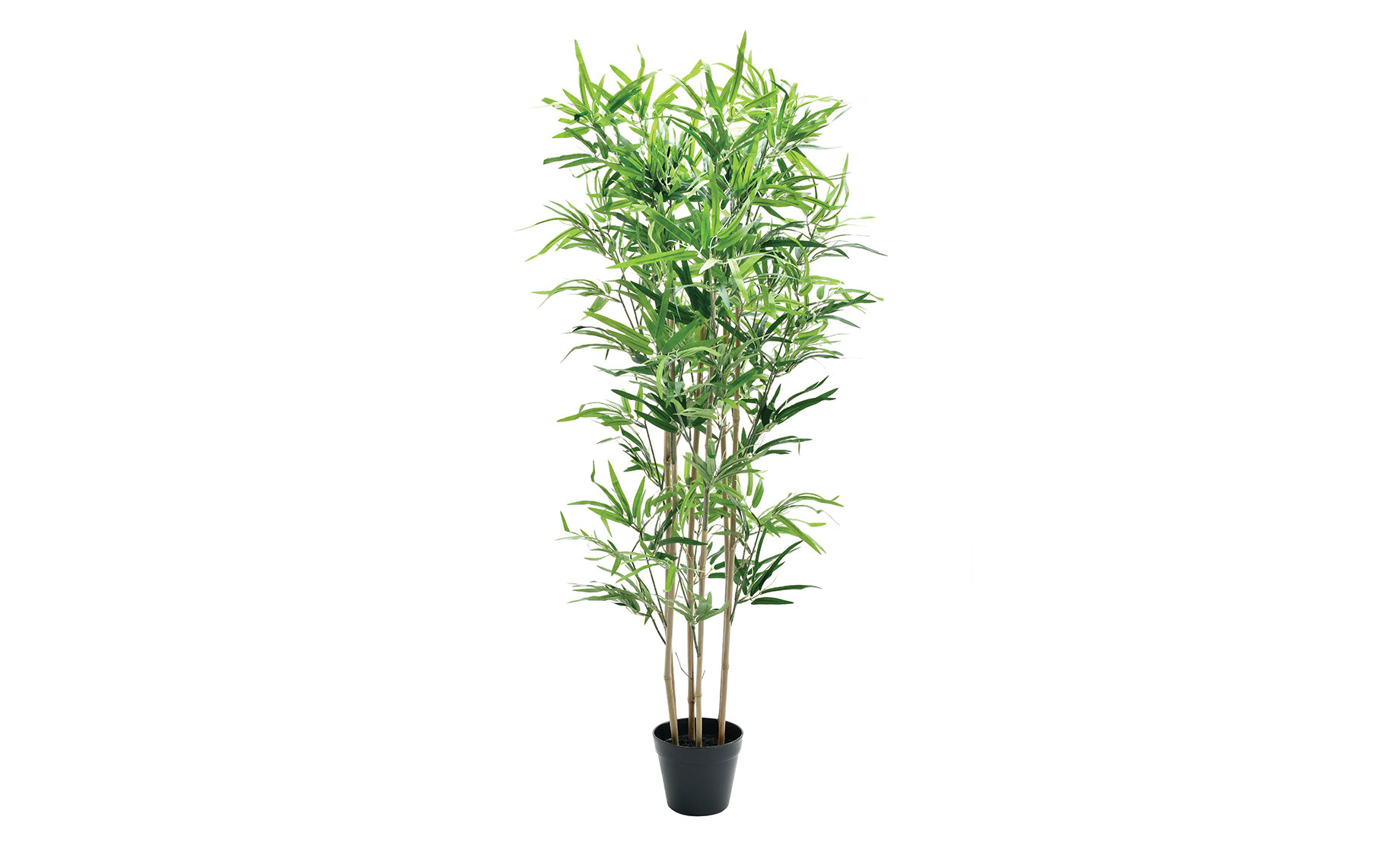 Biljka u saksiji Bamboo