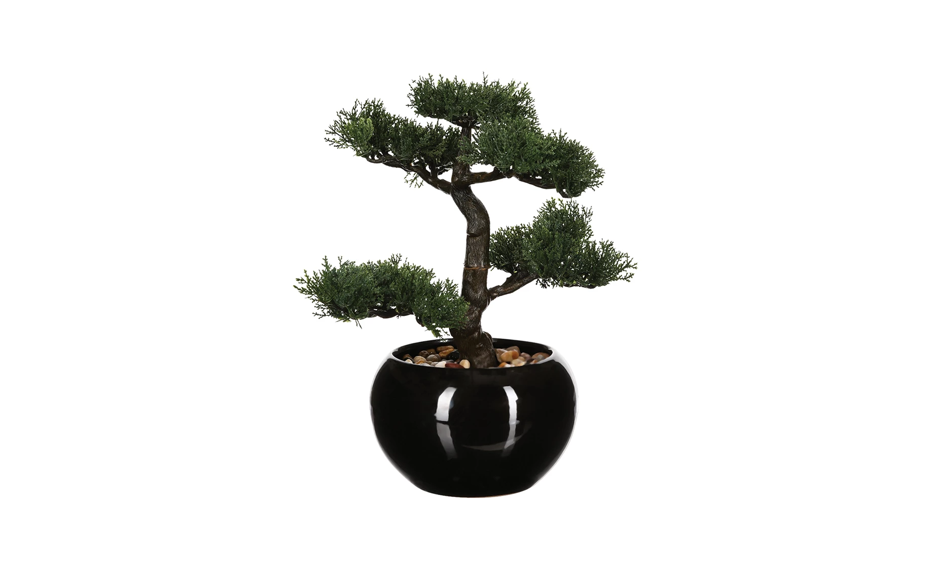 Biljka u saksiji Bonsai 26cm
