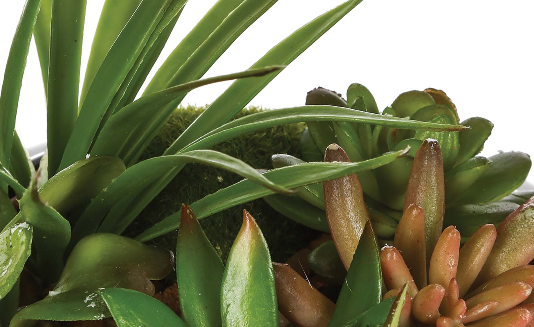 Biljka u saksiji Succulent 20x6cm