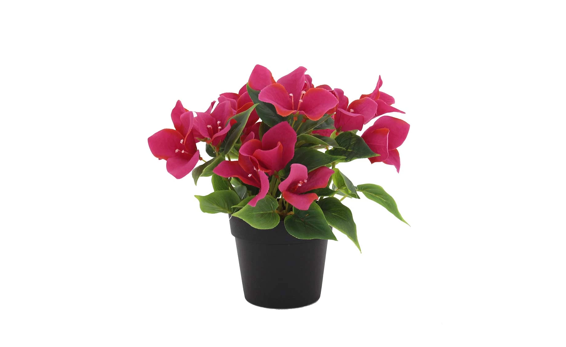 Biljka u saksiji Rododendron 19x20cm