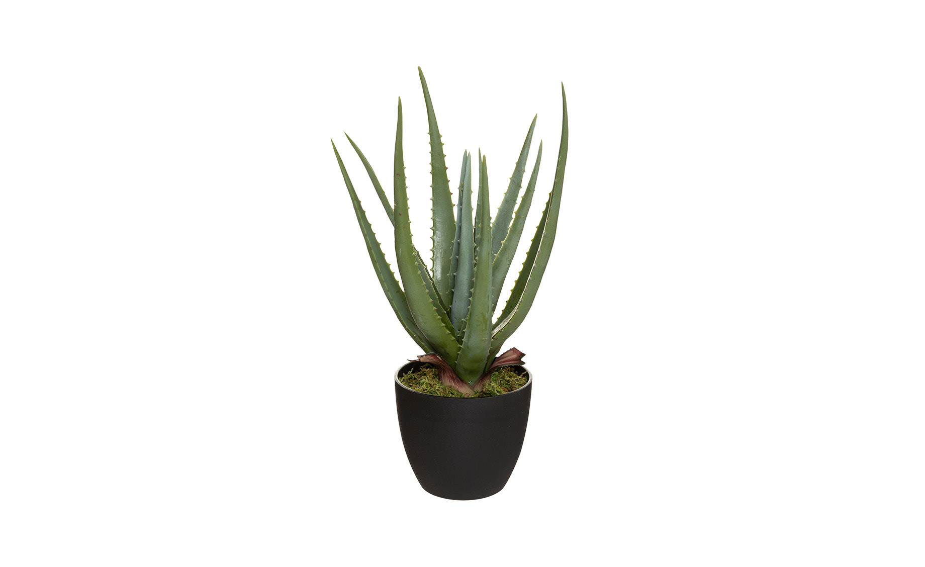 Biljka u saksiji Aloe 44cm