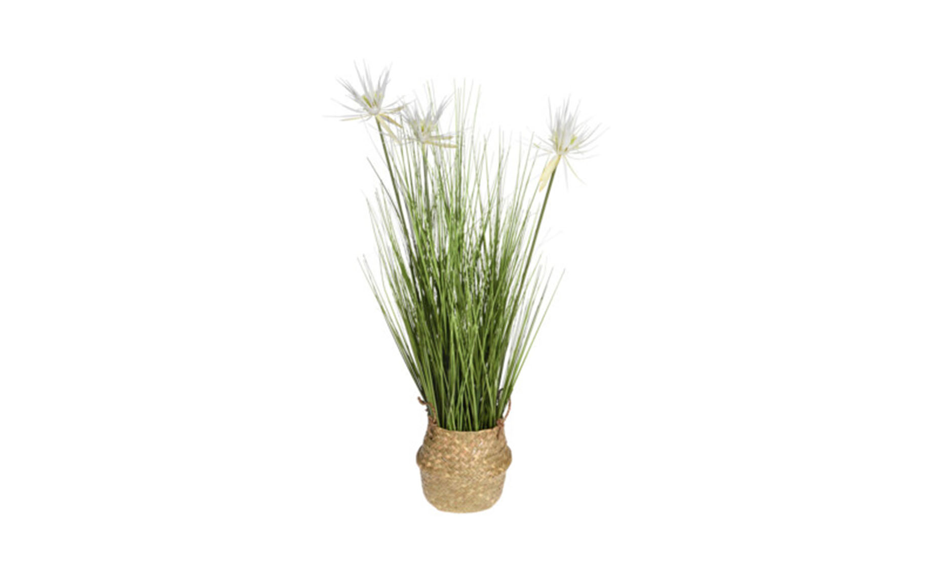 Biljka u saksiji Grass 30x75cm više vrsta