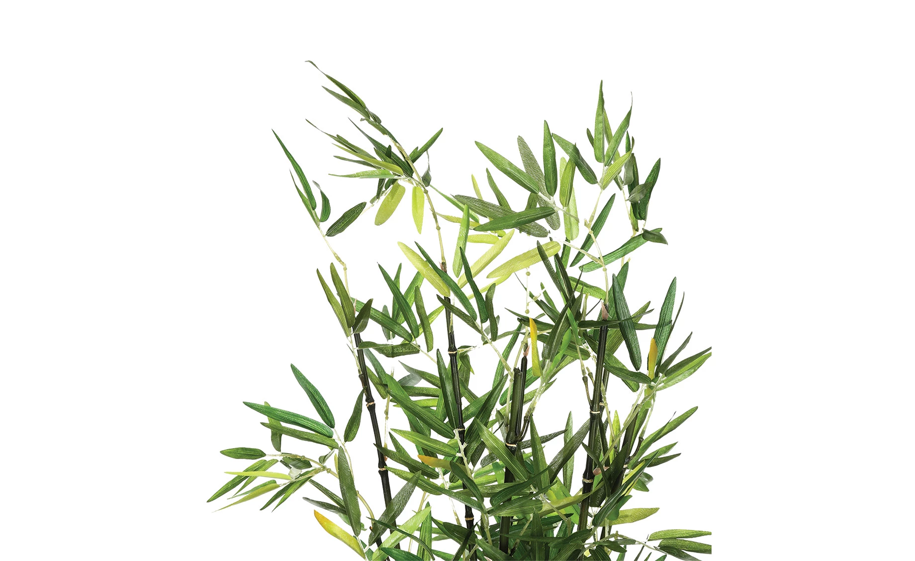 Biljka u saksiji Bamboo 70cm