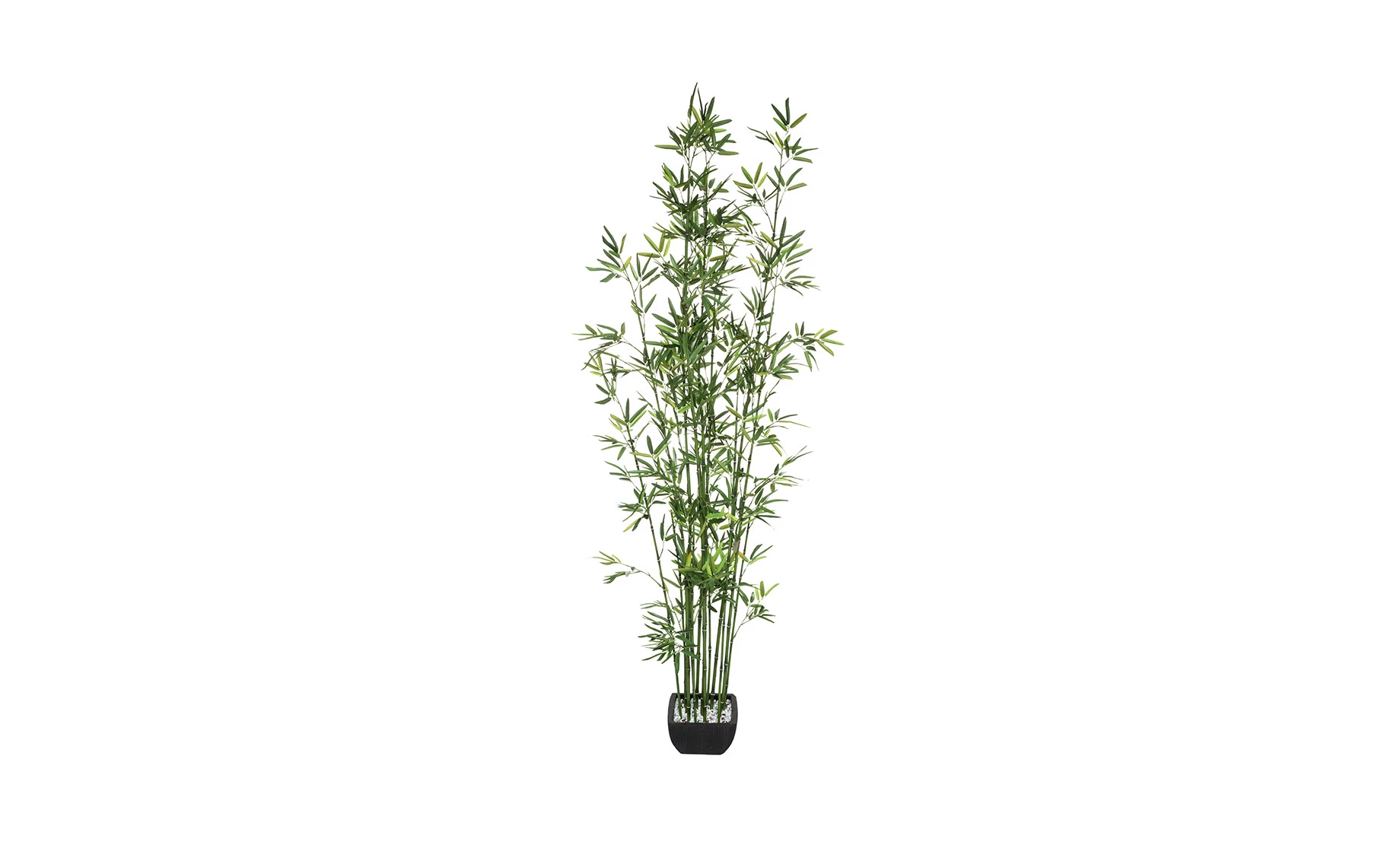 Biljka u saksiji Bamboo 180cm