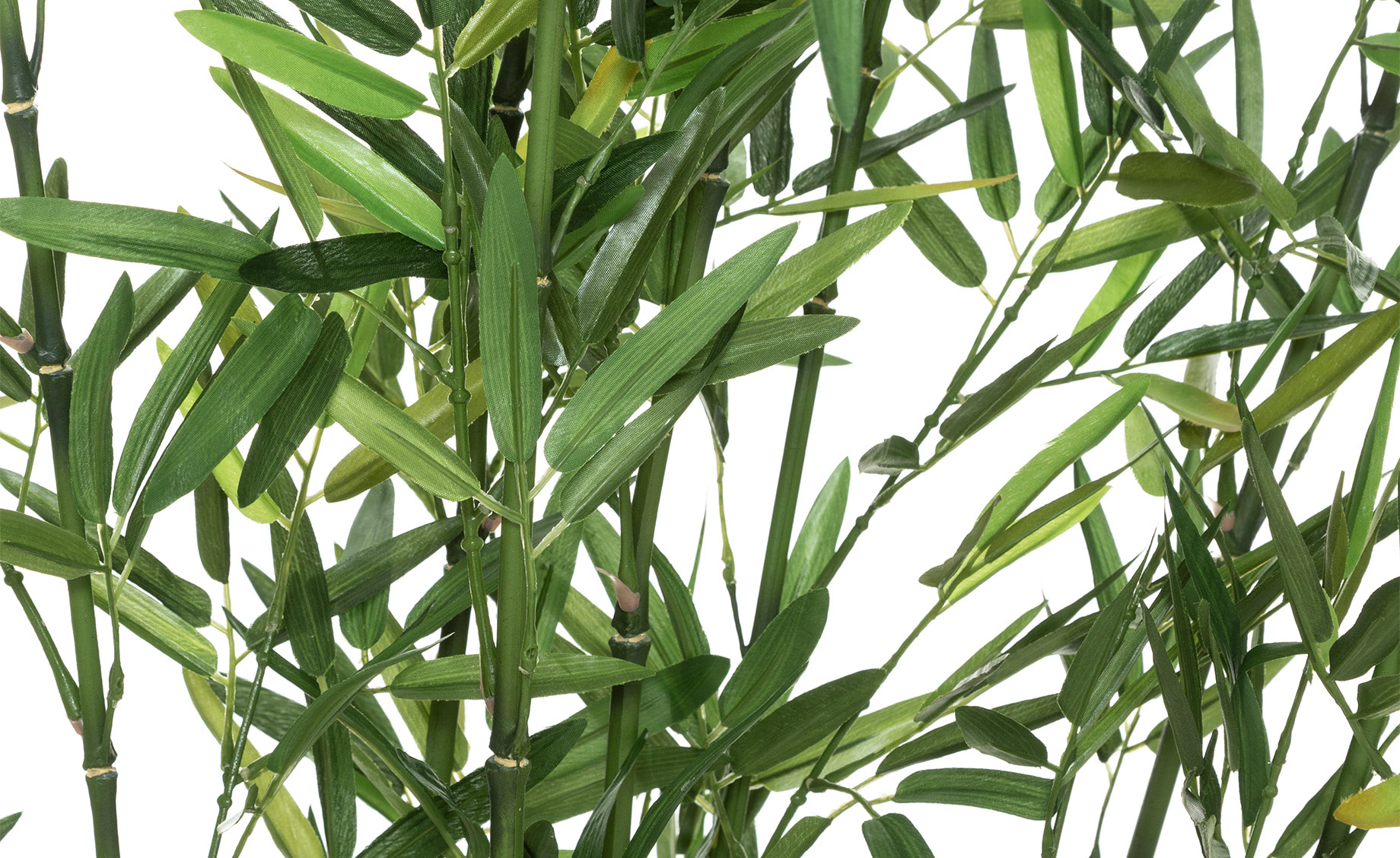 Biljka u saksiji Bamboo 180cm