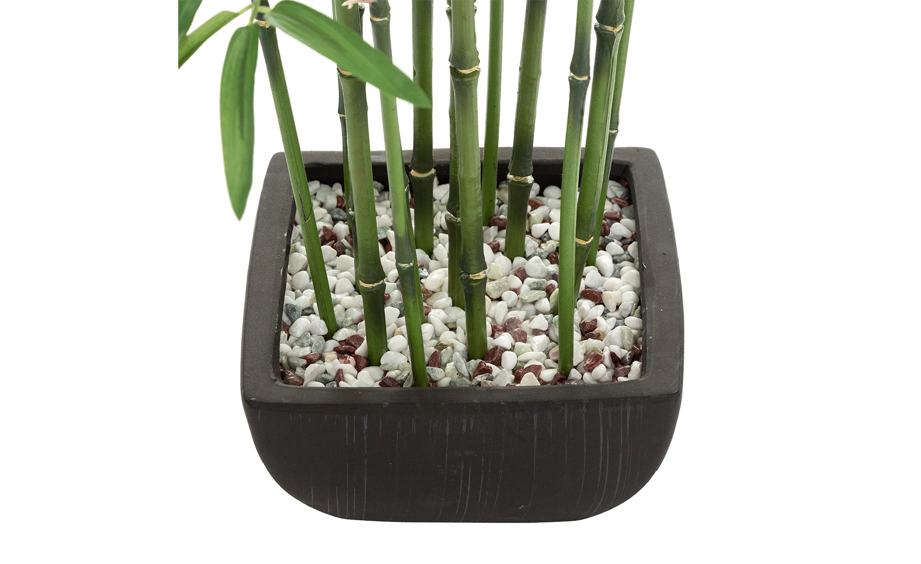 Biljka u saksiji Bamboo 180cm