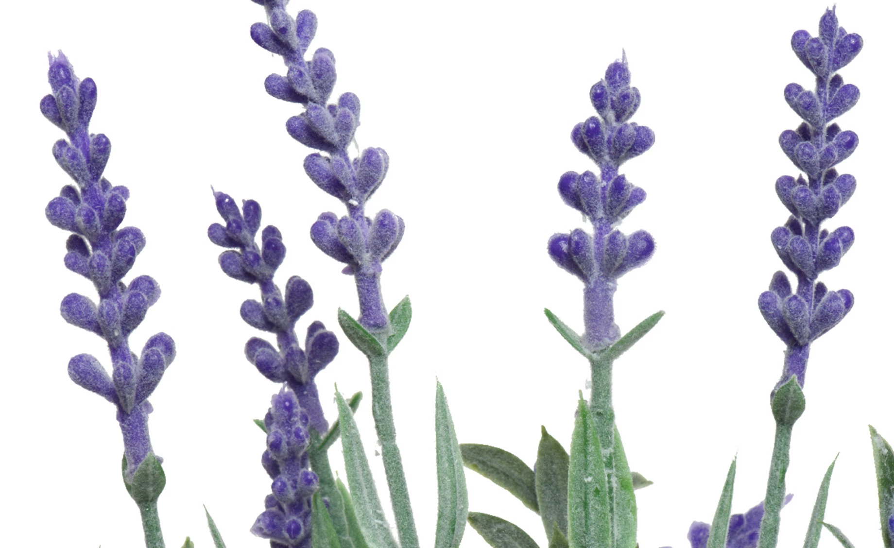 Biljka u posudi Lavander 13x32cm više vrsta