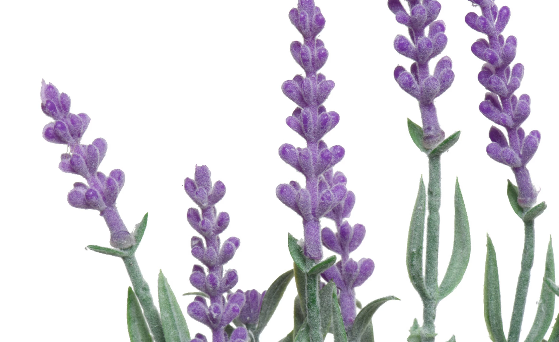 Biljka u posudi Lavander 13x32cm više vrsta