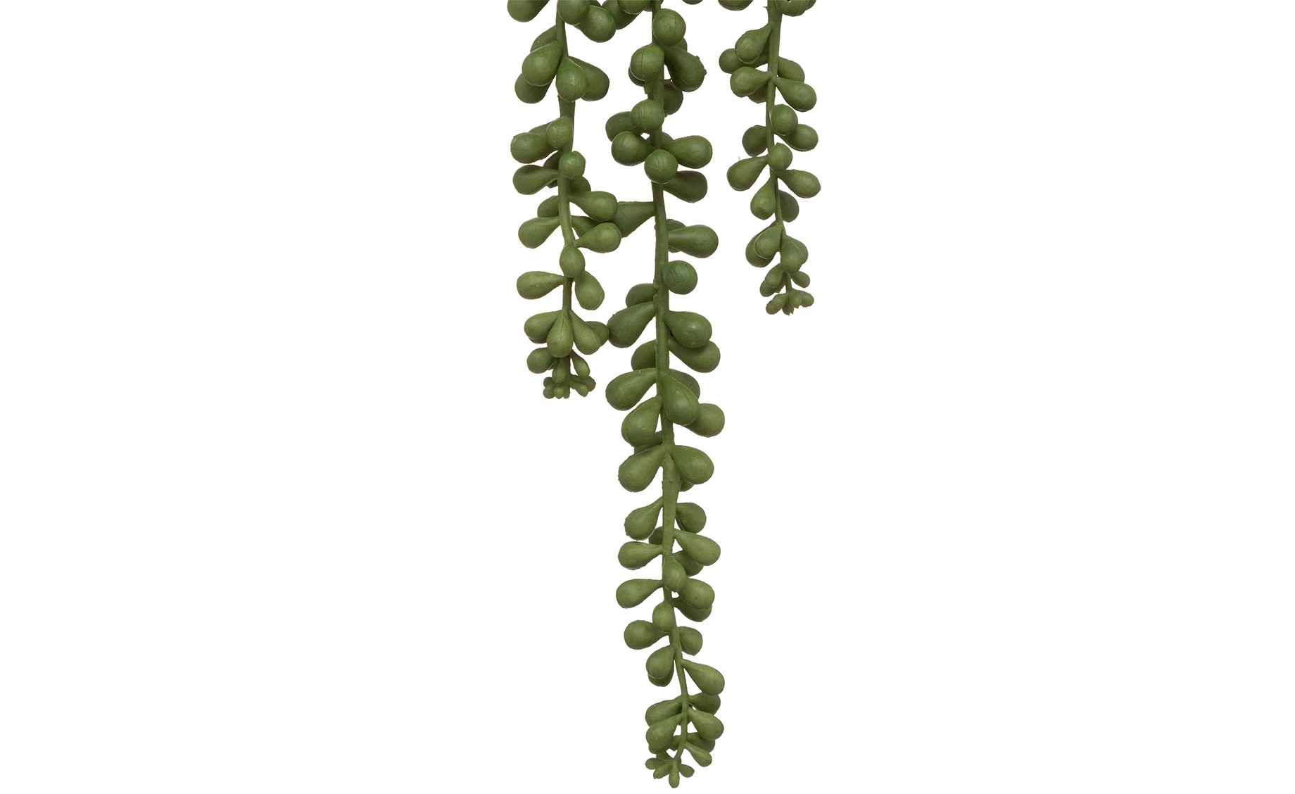 Biljka u saksiji Skylar 12x50cm