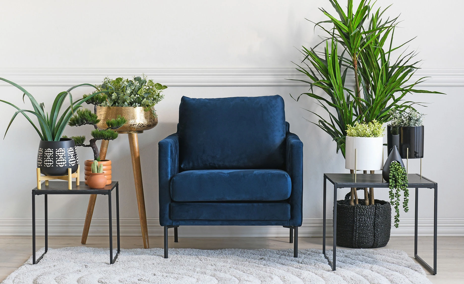 Biljka u saksiji Skylar 12x50cm