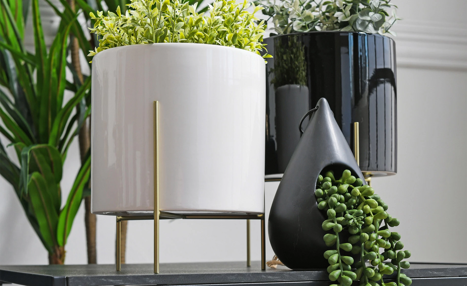 Biljka u saksiji Skylar 12x50cm