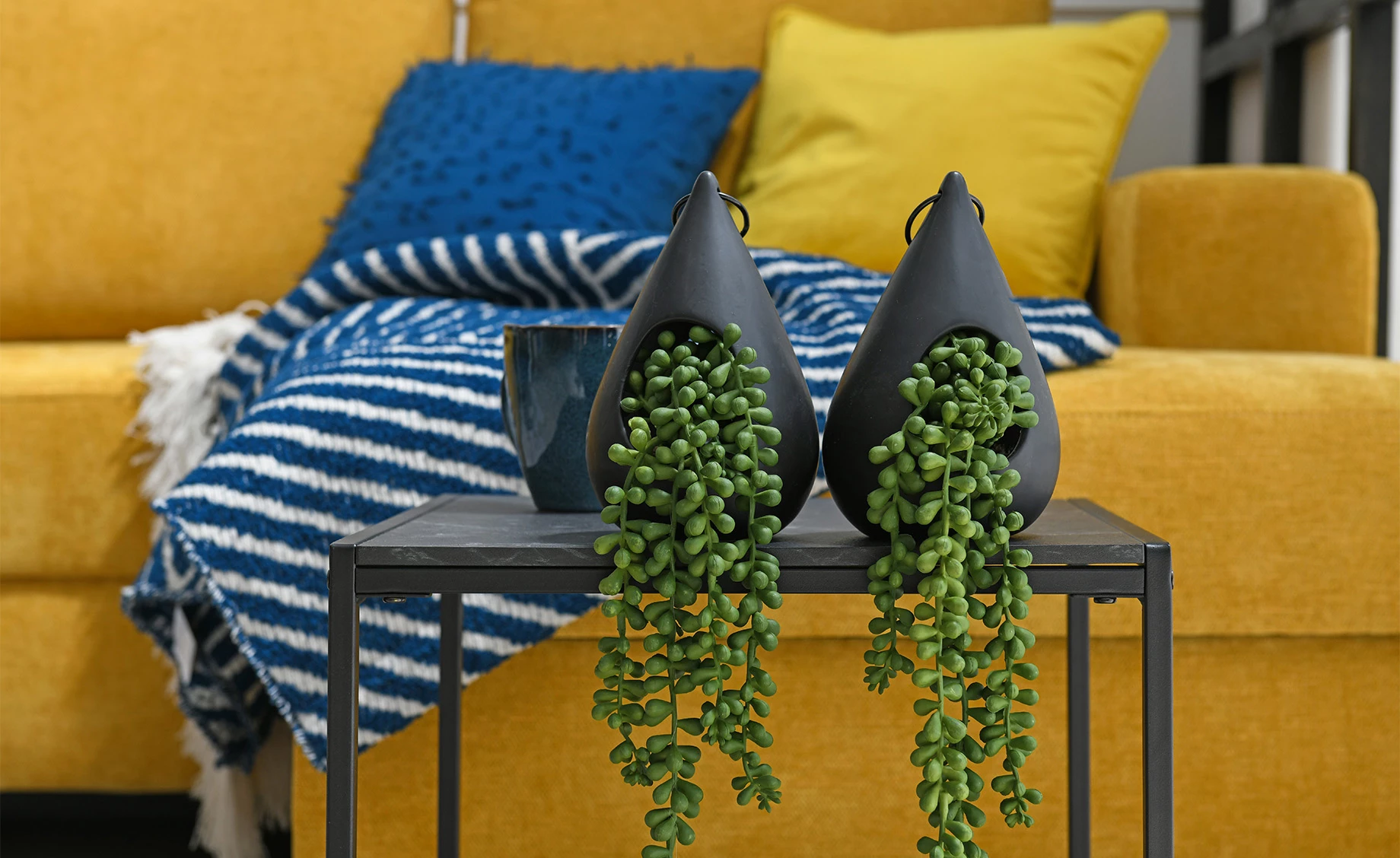 Biljka u saksiji Skylar 12x50cm