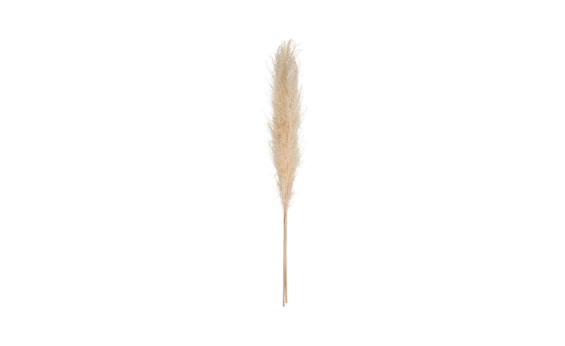 Dekorativna grana Pampas H109cm