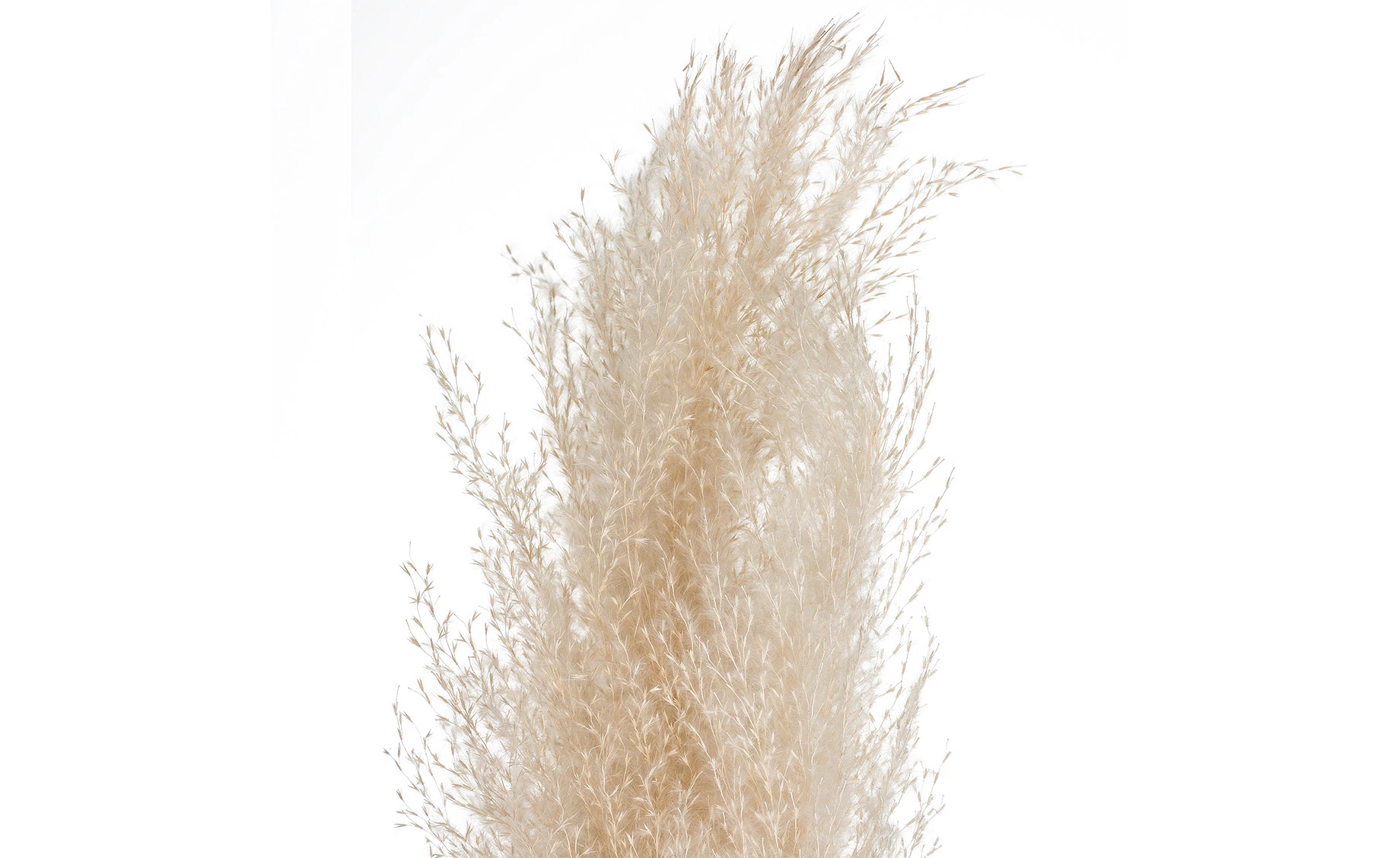 Dekorativna grana Pampas H109cm