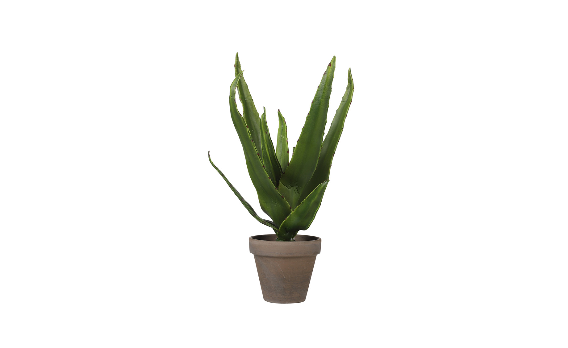 Biljka u saksiji Aloe 30x16cm