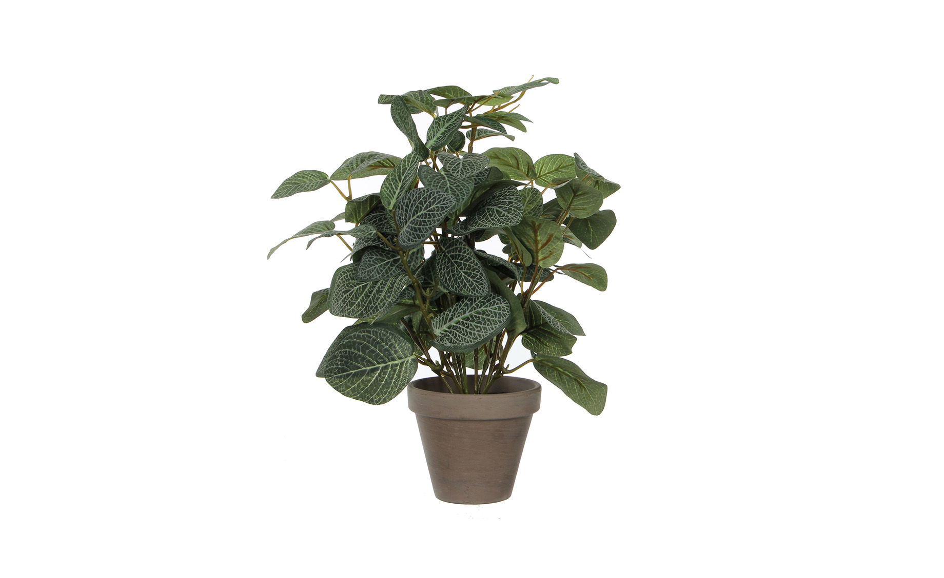 Biljka u saksiji Pilea Green 35x25cm