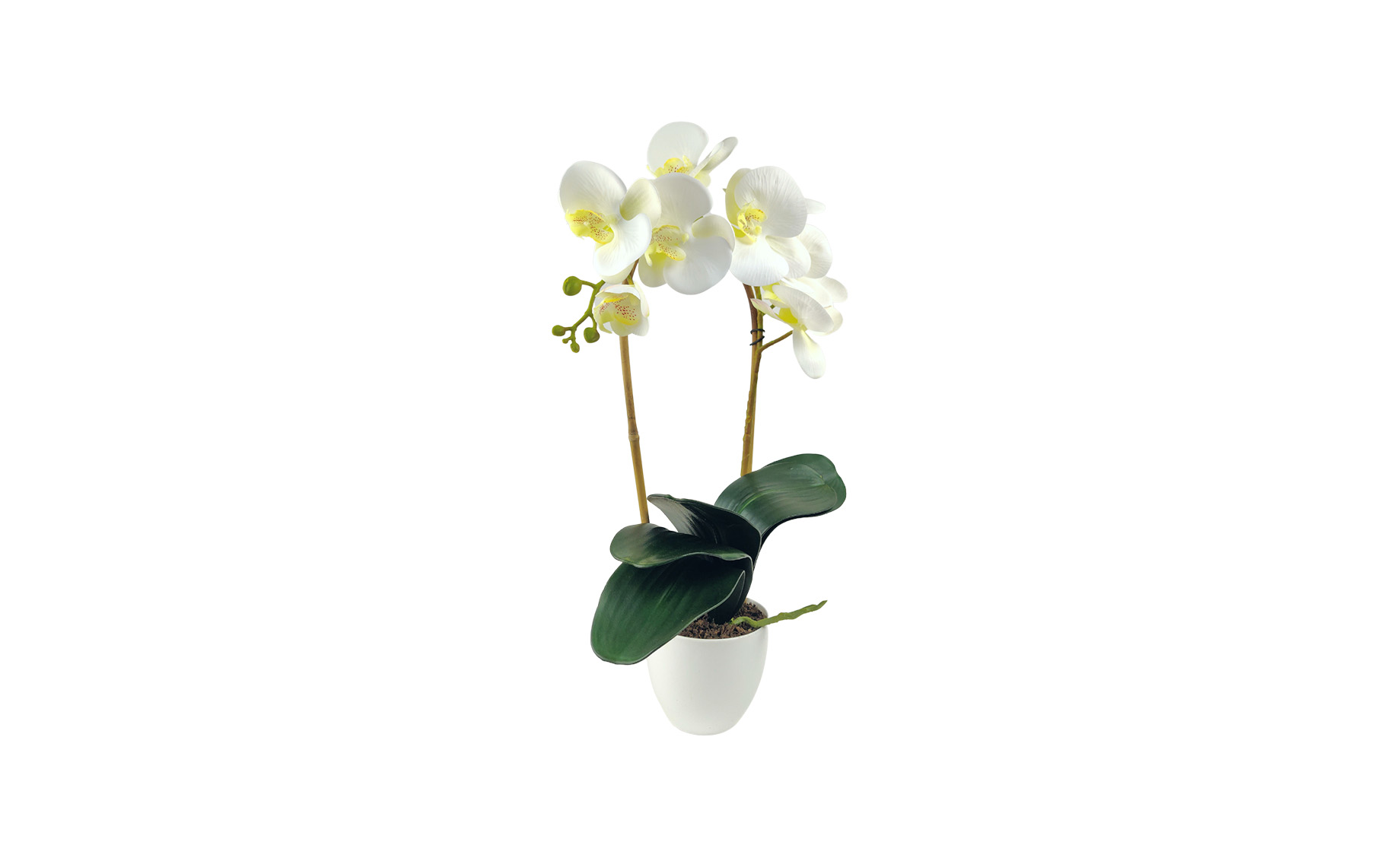 Biljka u posudi Orhideja 9 cvetova