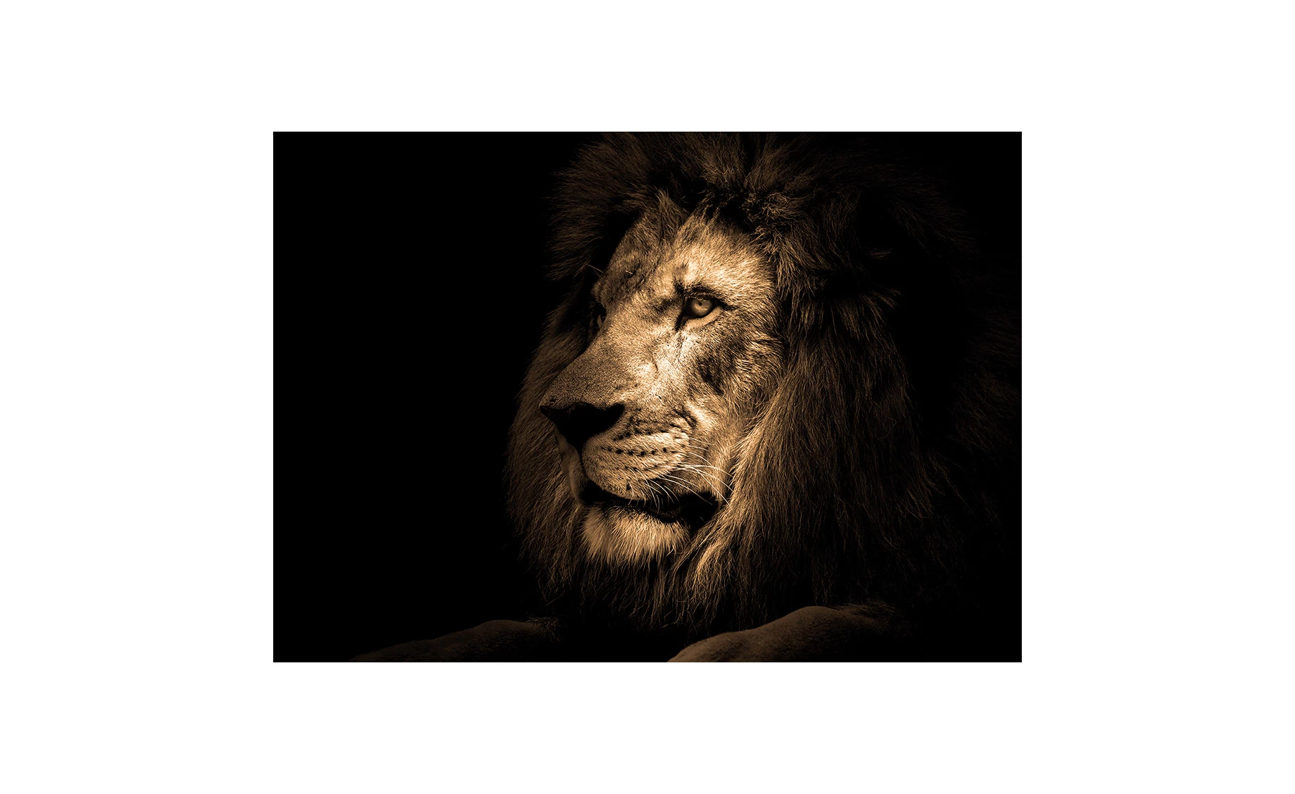 Slika staklo  Lion 70x100cm