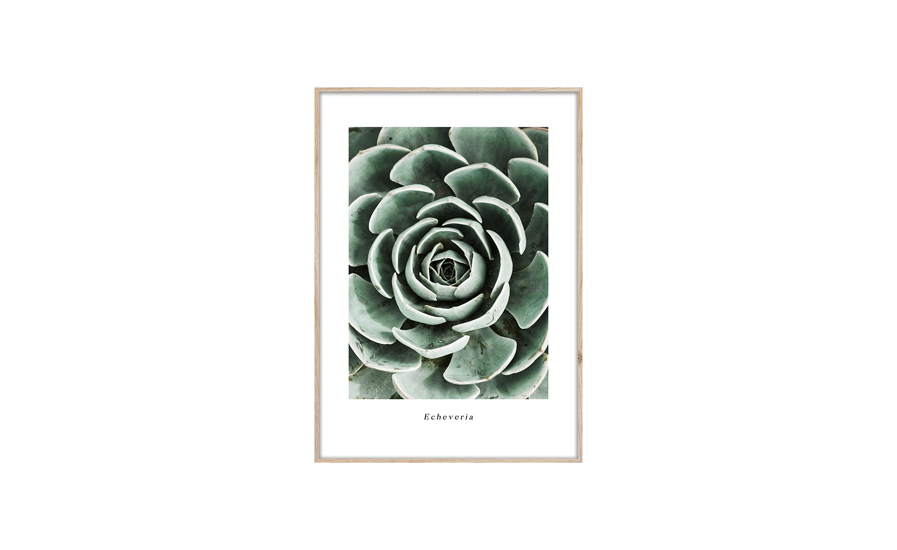 Slika sa ramom  Echeveria 50X70cm