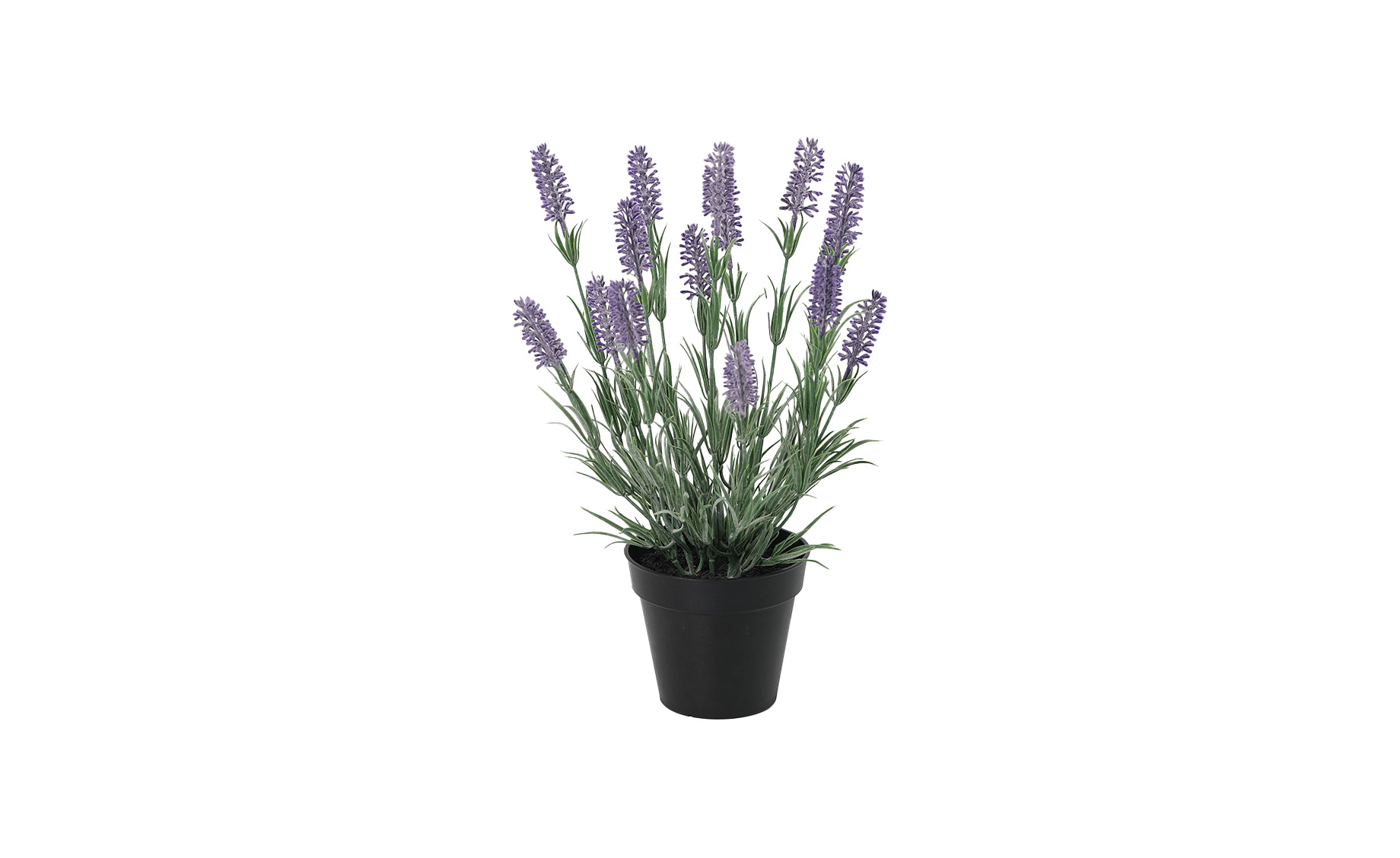 Biljka u posudi Lavanda 41 cm