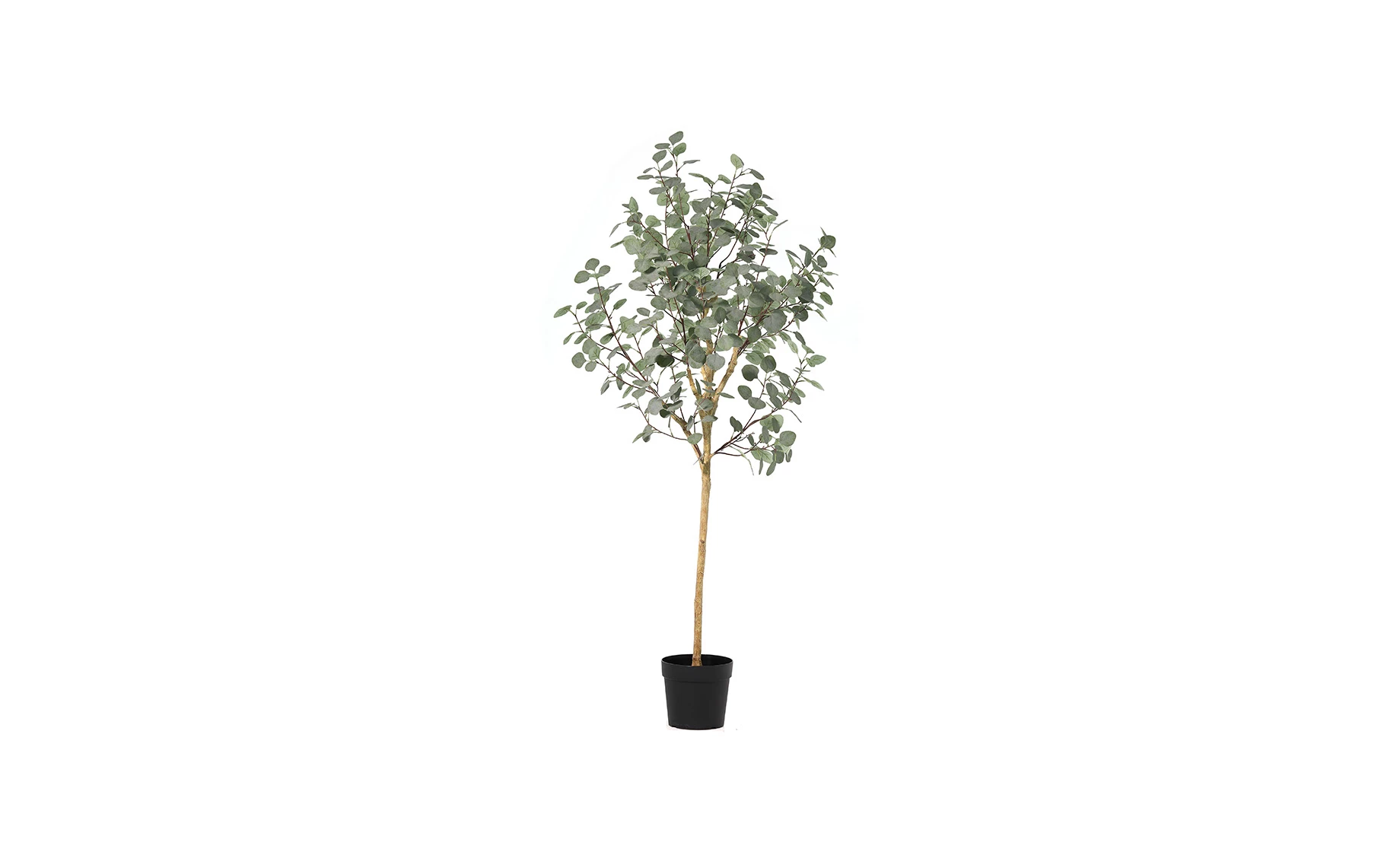 Biljka u saksiji Eucalyptus 180 cm