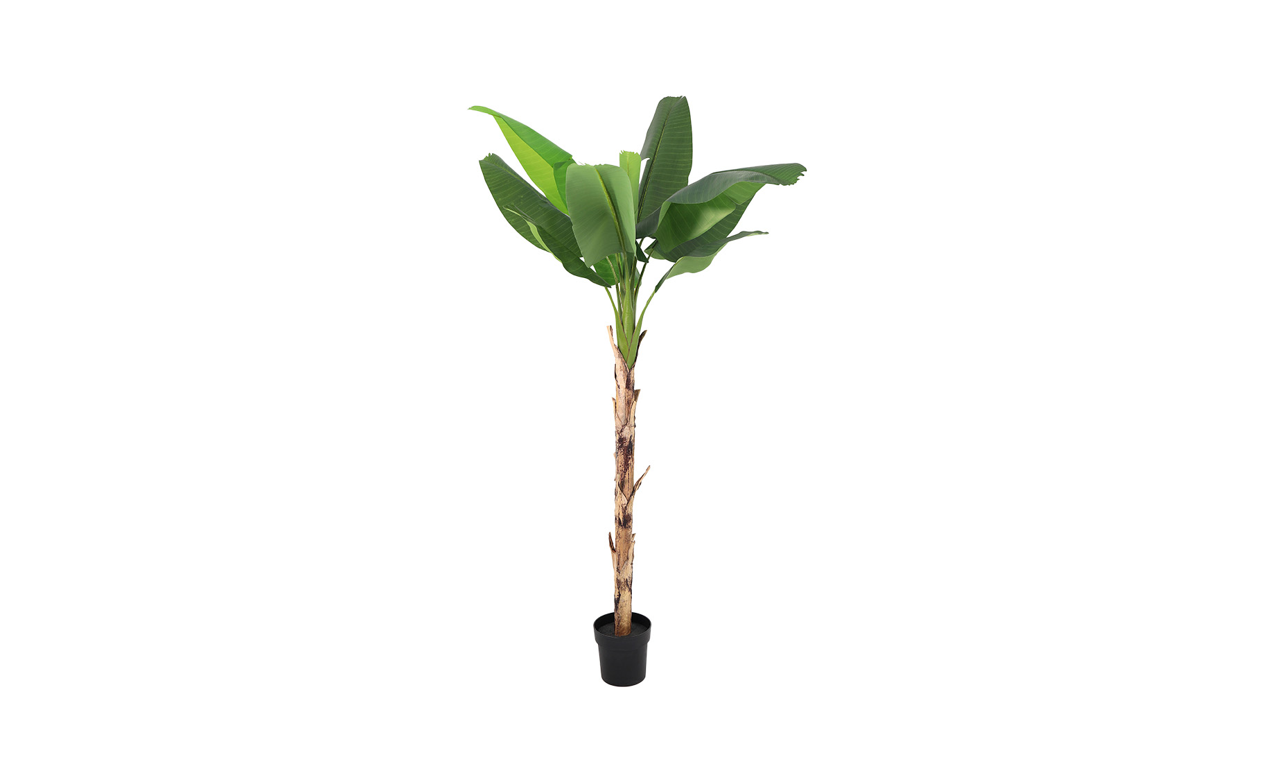 Biljaka u posudi Banana 216 cm