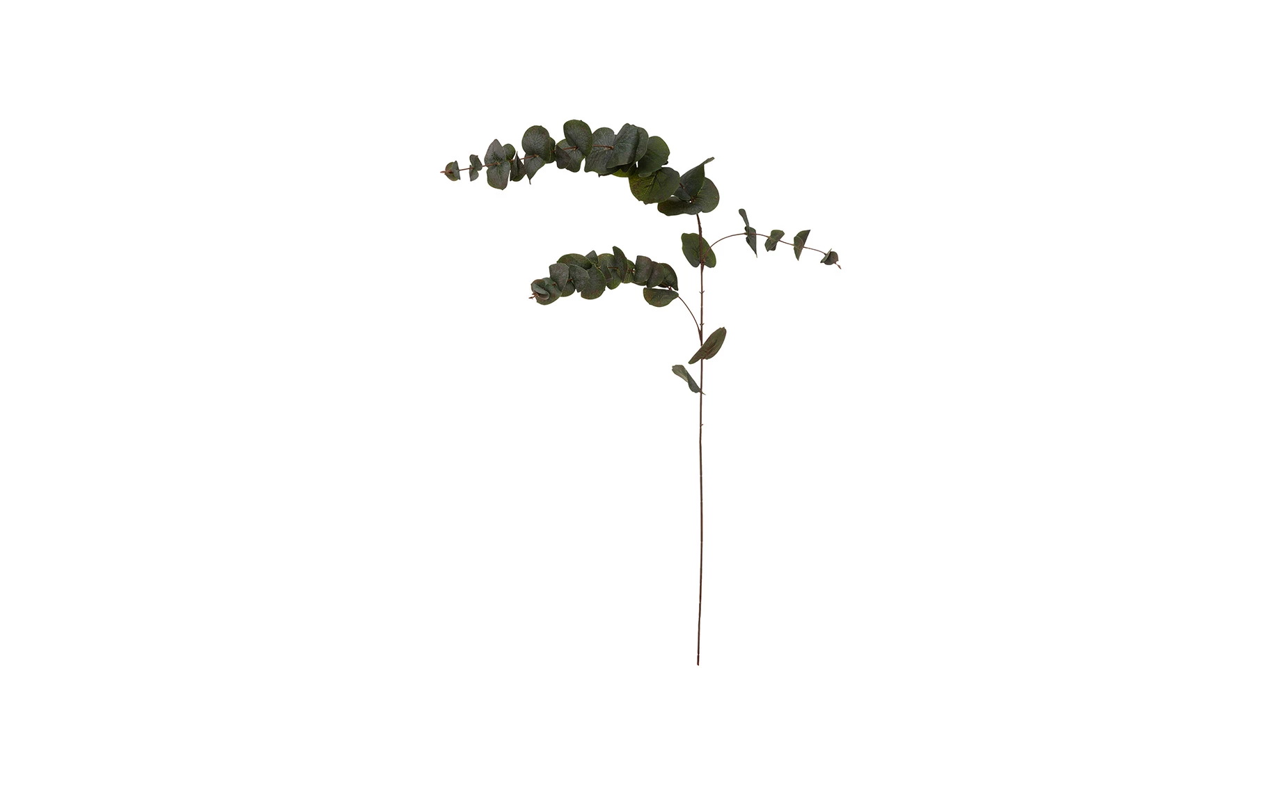 Deko grana Eucalyptus 12x118cm
