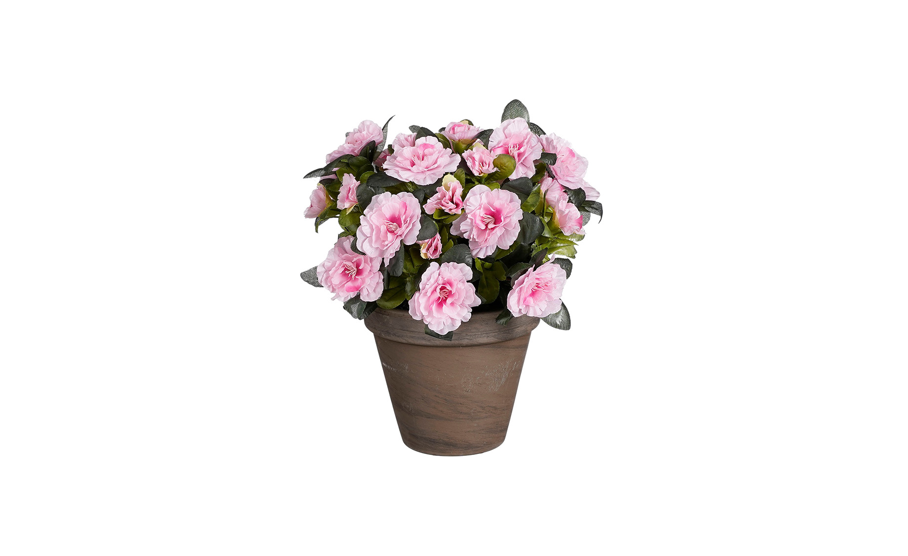 Biljka u saksiji Azalea 31 cm roza