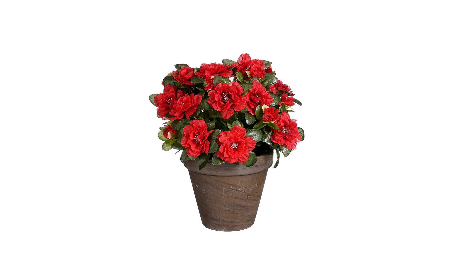 Biljka u saksiji Azalea 31cm crvena