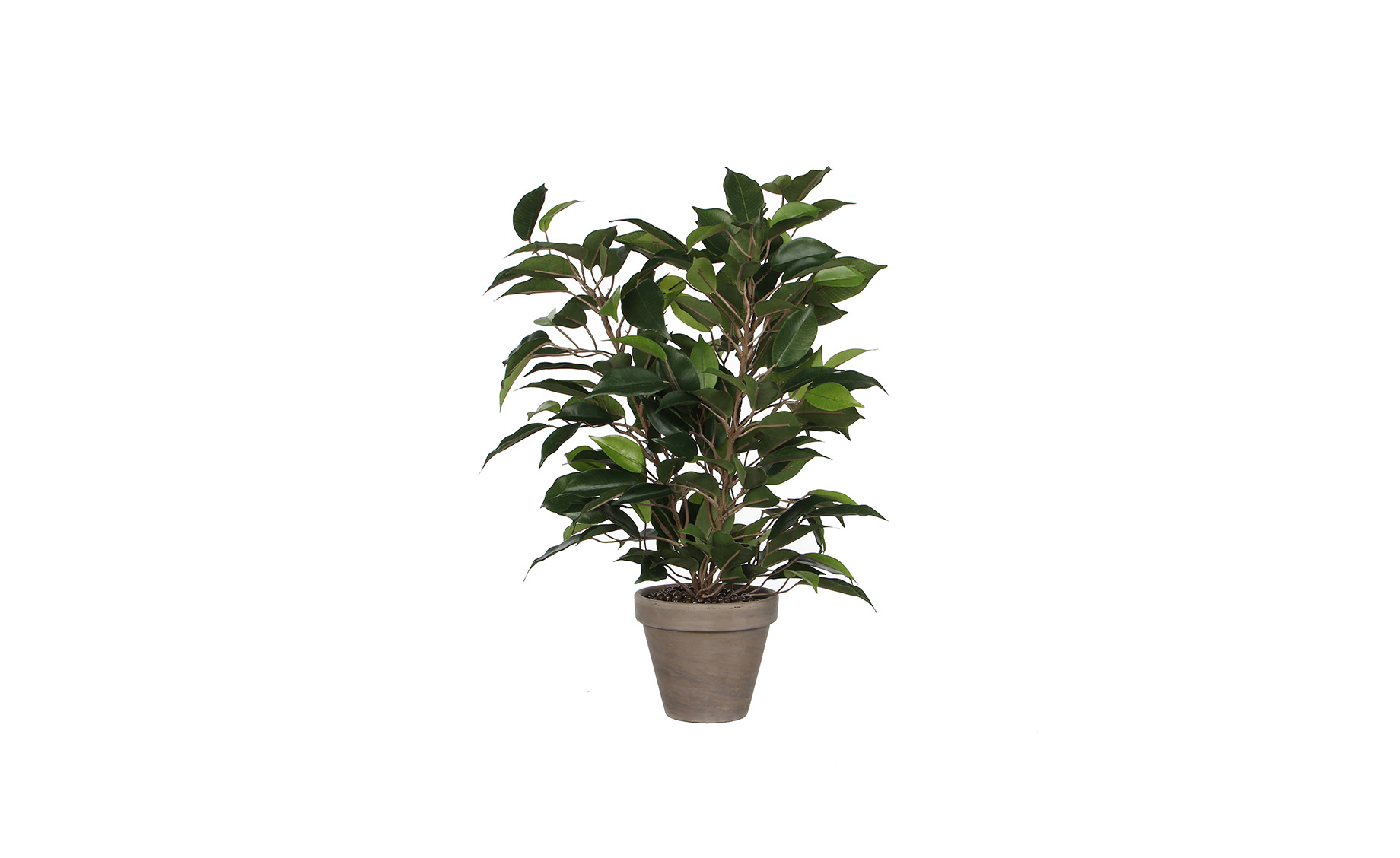 Biljka u saksiji Ficus Natasja 40 cm