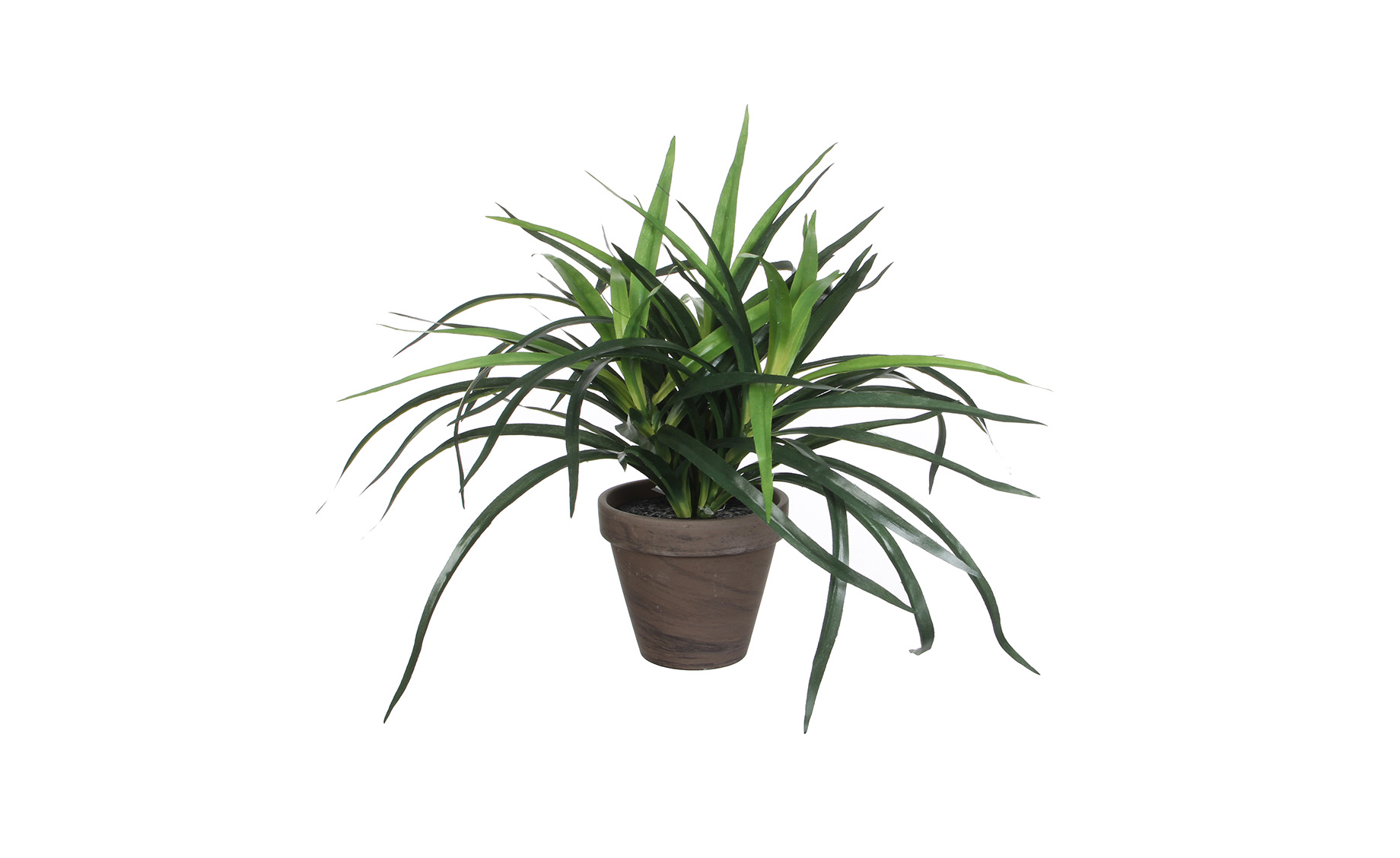 Biljka u saksija Dracaena 34 cm