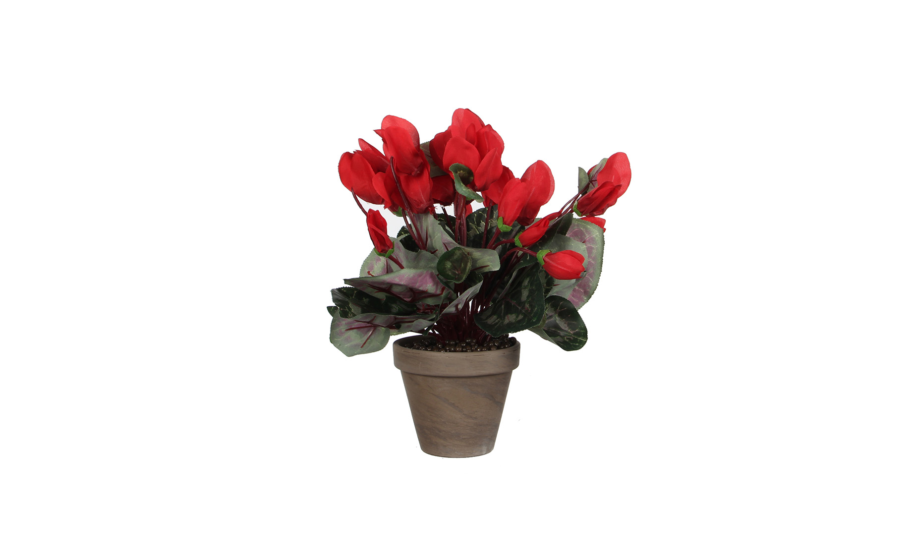 Biljka u saksiji Cyclamen 30 cm crvena