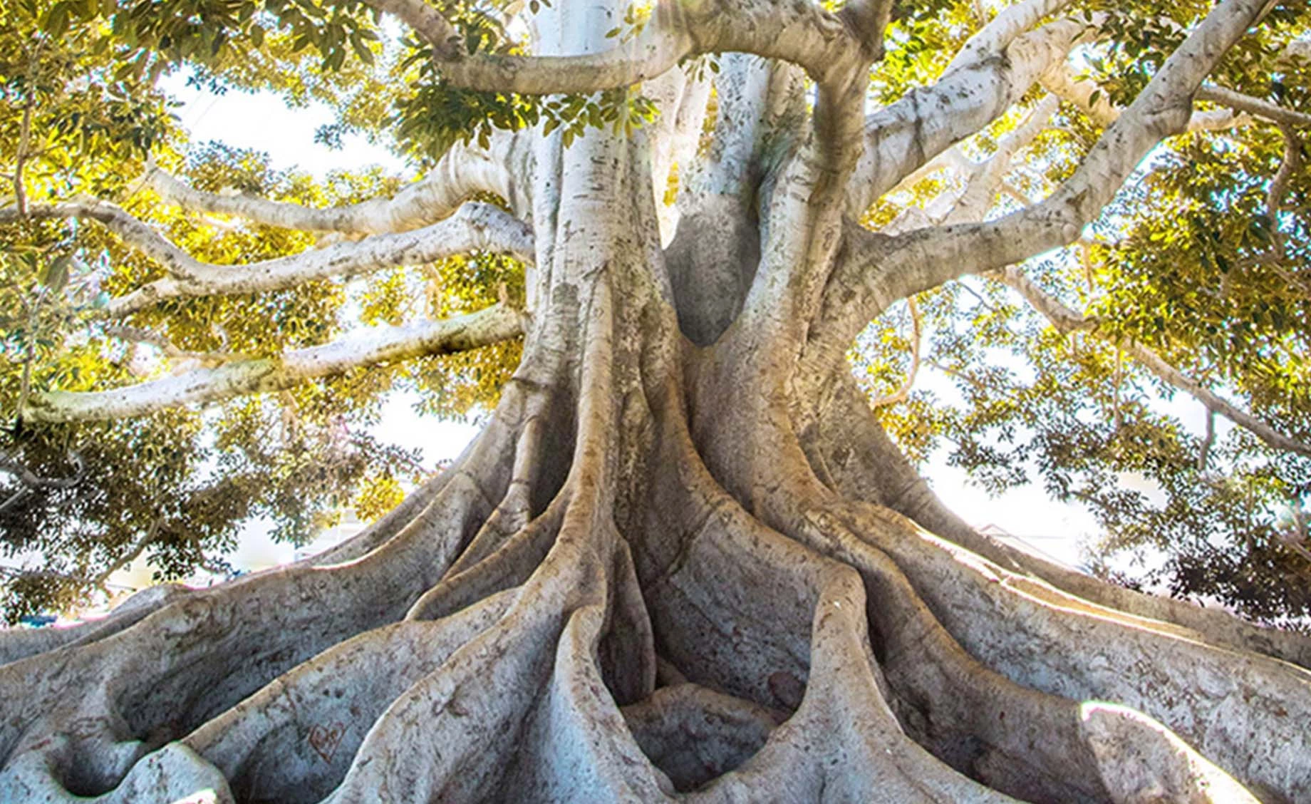 Slika staklo Clear Tree 50x70cm