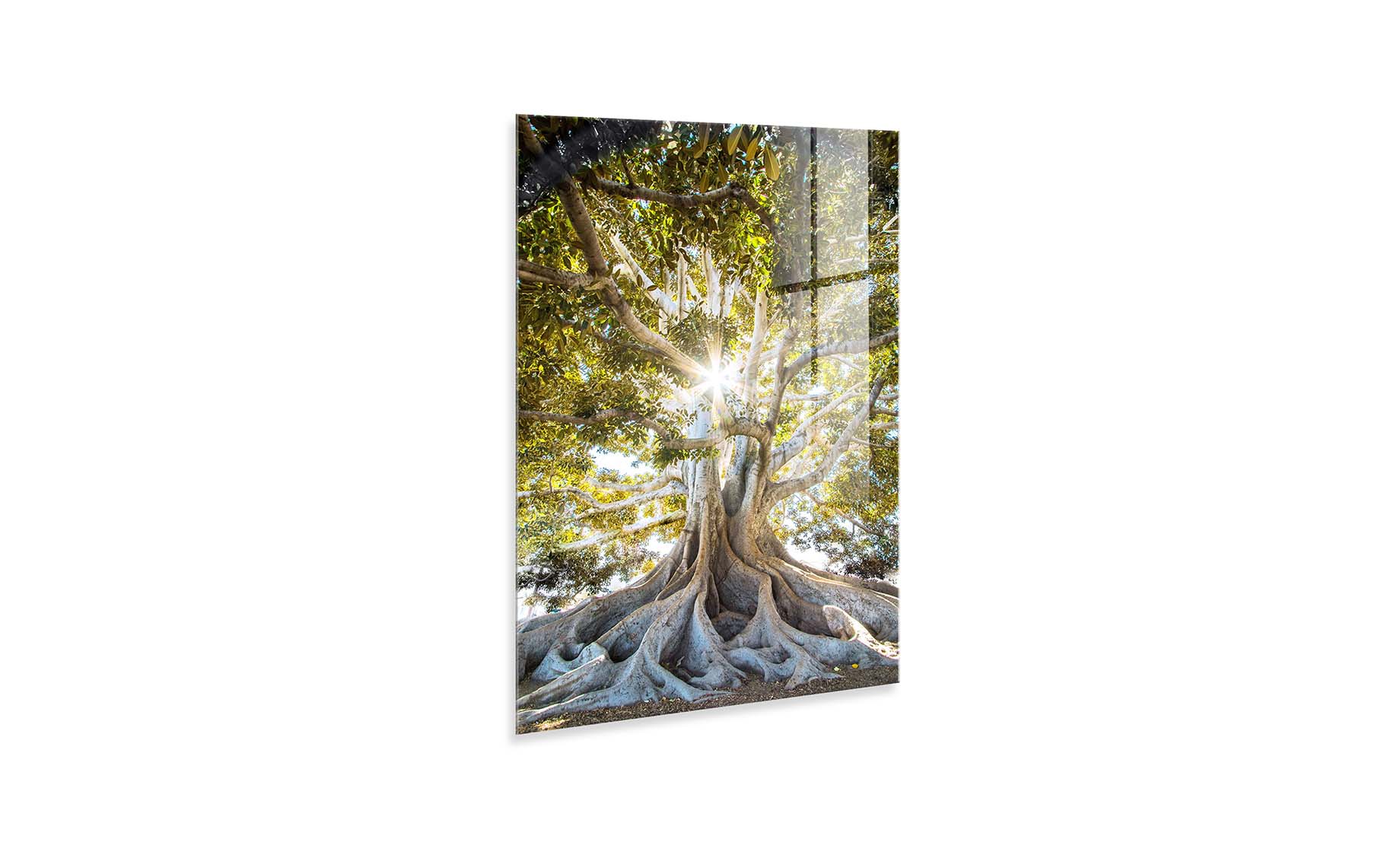 Slika staklo Clear Tree 50x70cm