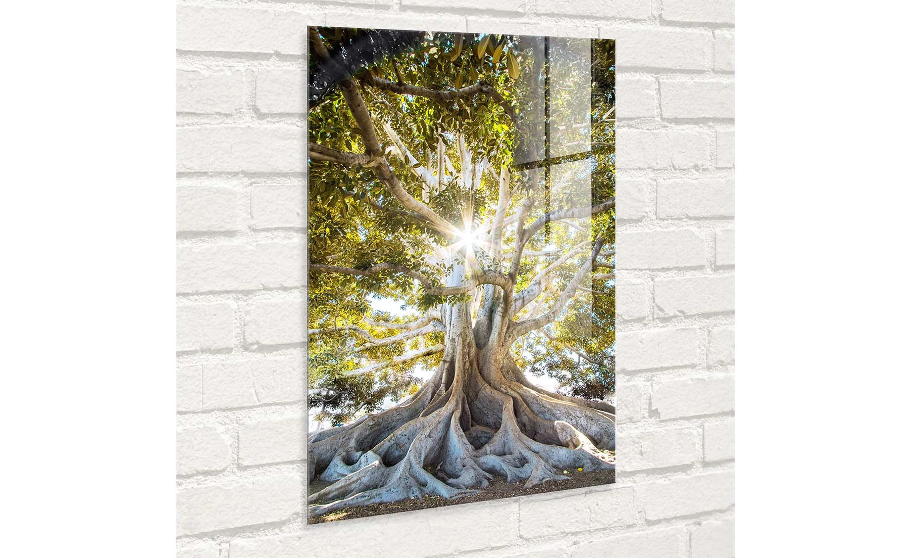 Slika staklo Clear Tree 50x70cm