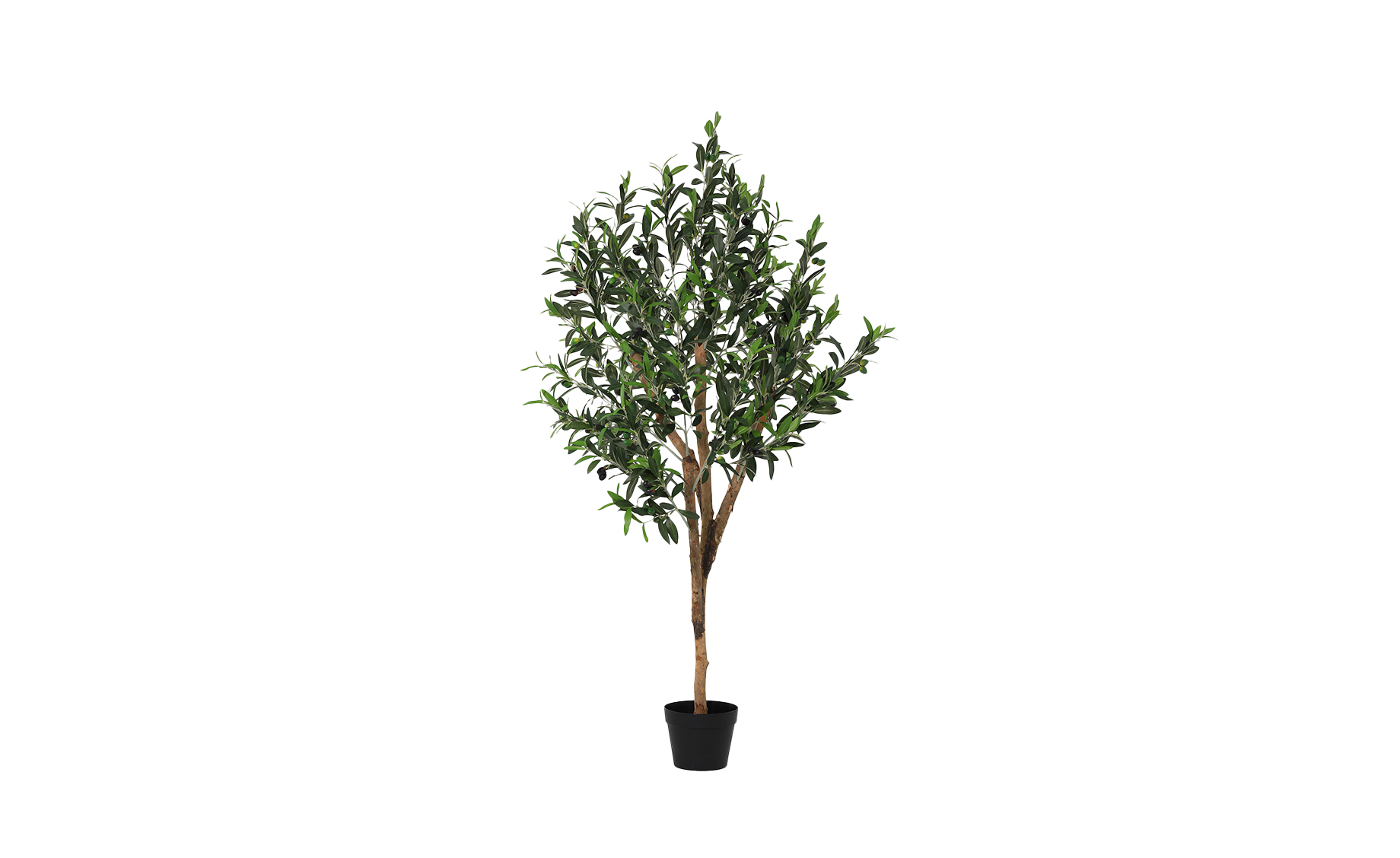 Biljka u saksiji Olive tree  148cm