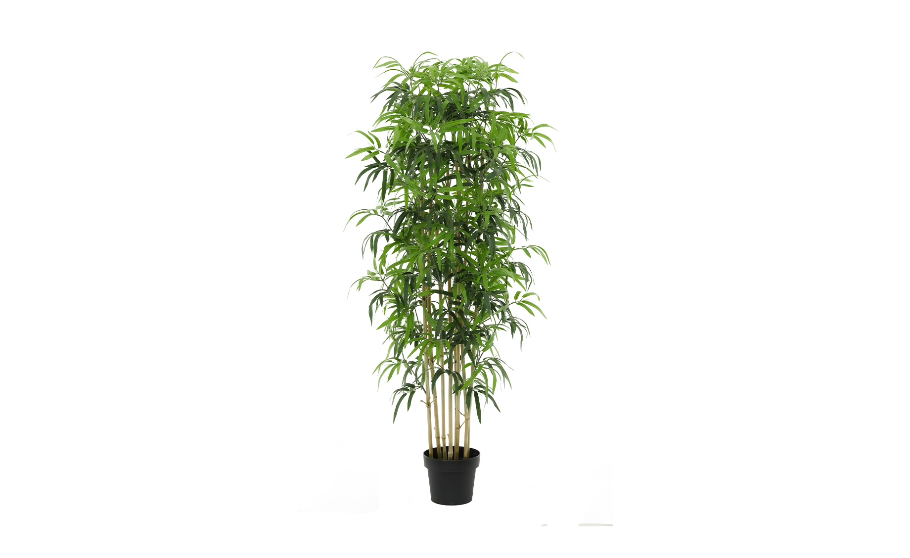 Biljka u saksiji Bamboo  150cm